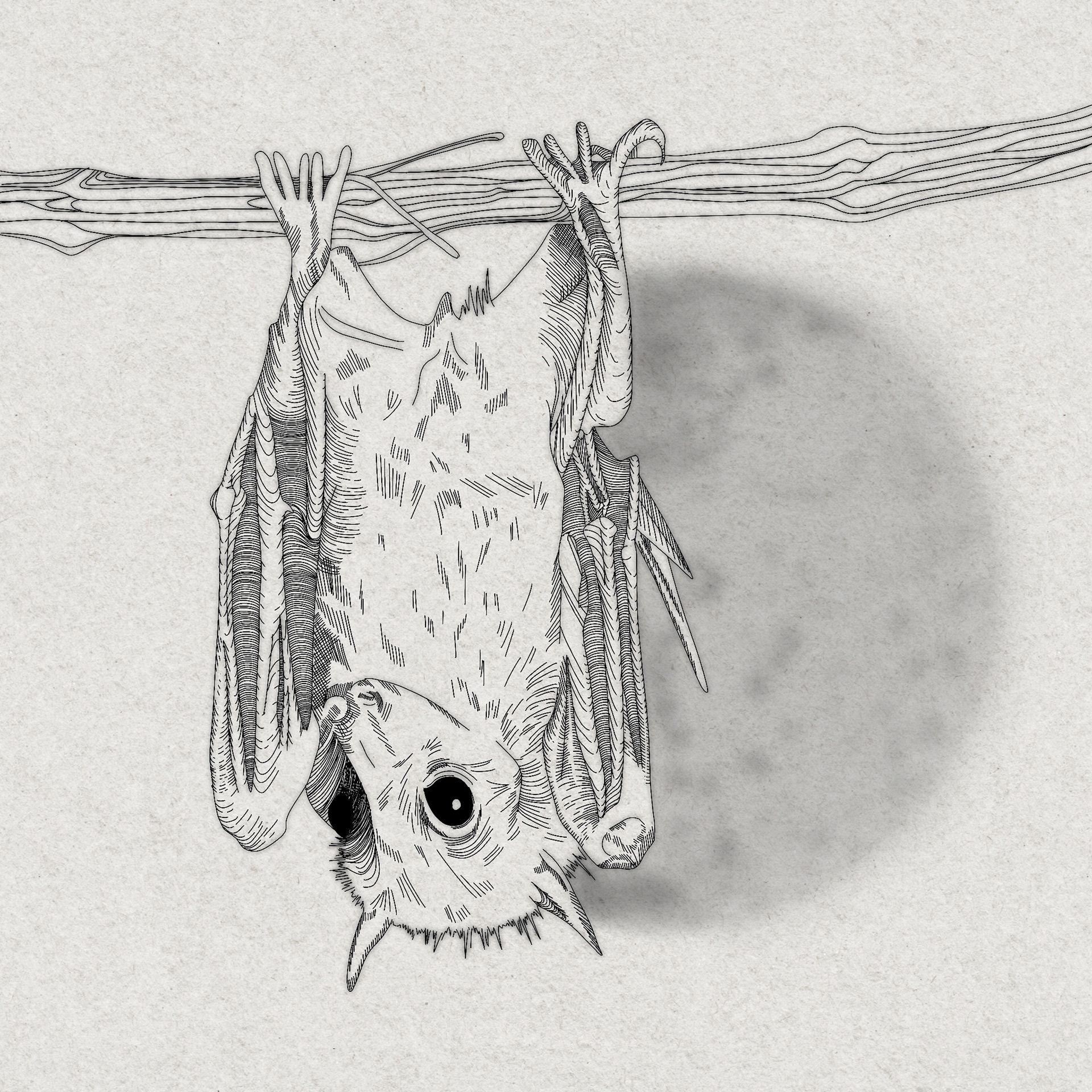 Inktober: "Bat", 2022, digital drawing
