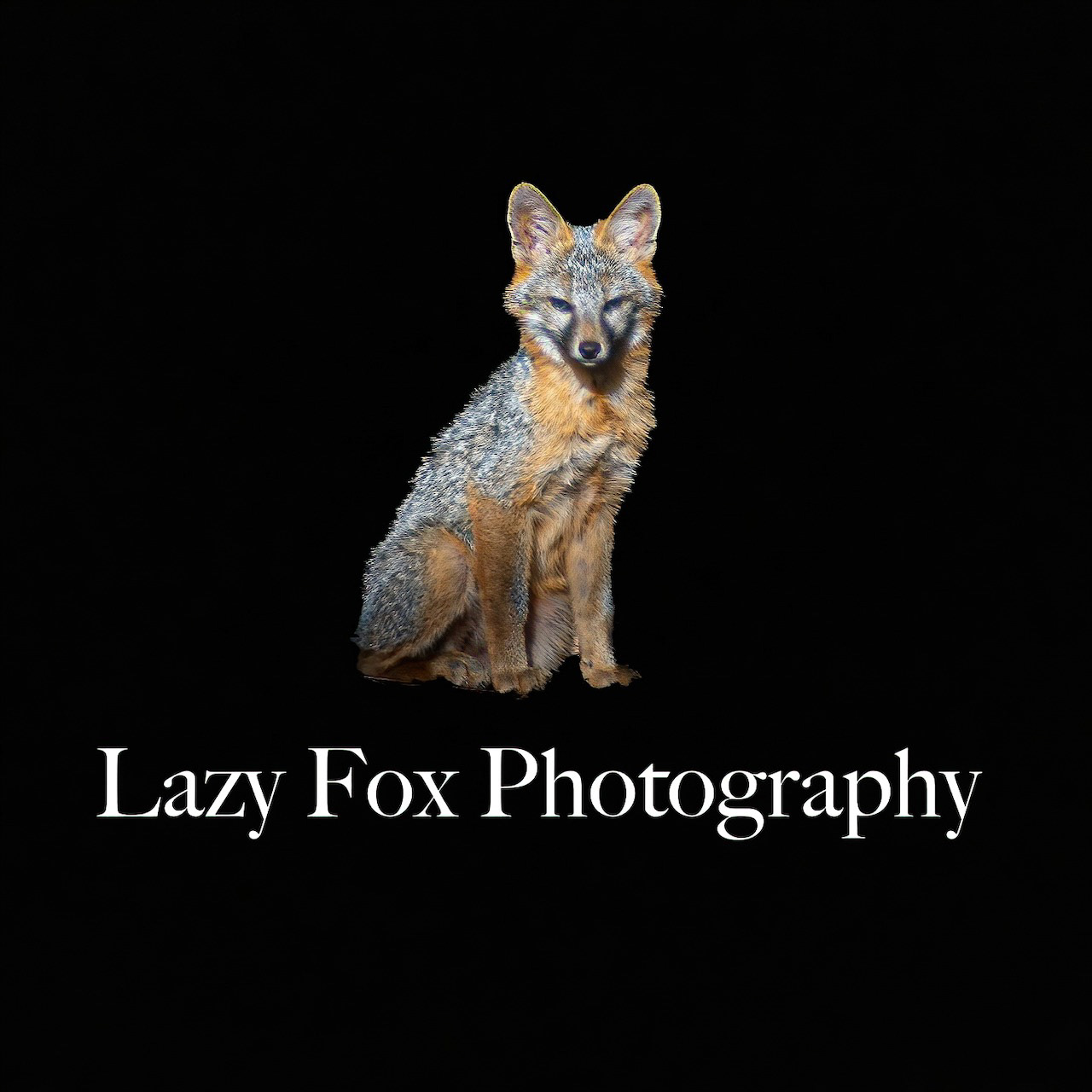 Lazy Fox Photography