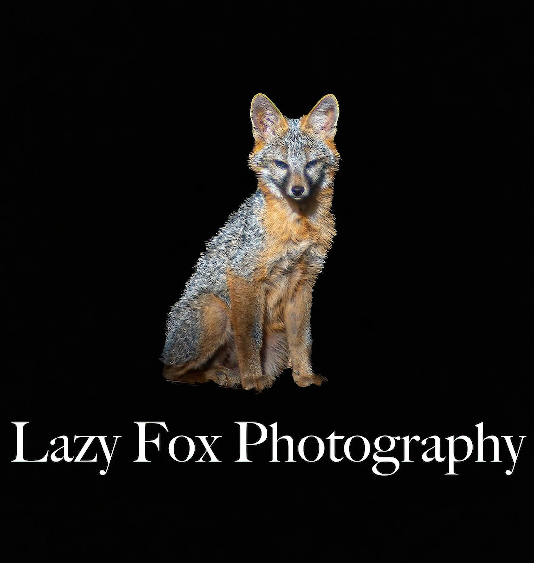 Lazy Fox Photography