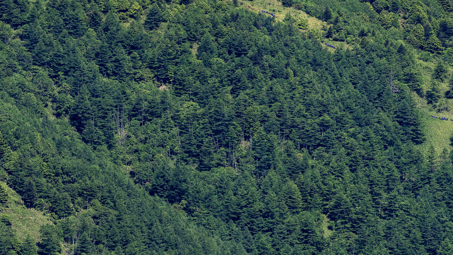 Summer - Hiking: Detail 夏 - 登山教室