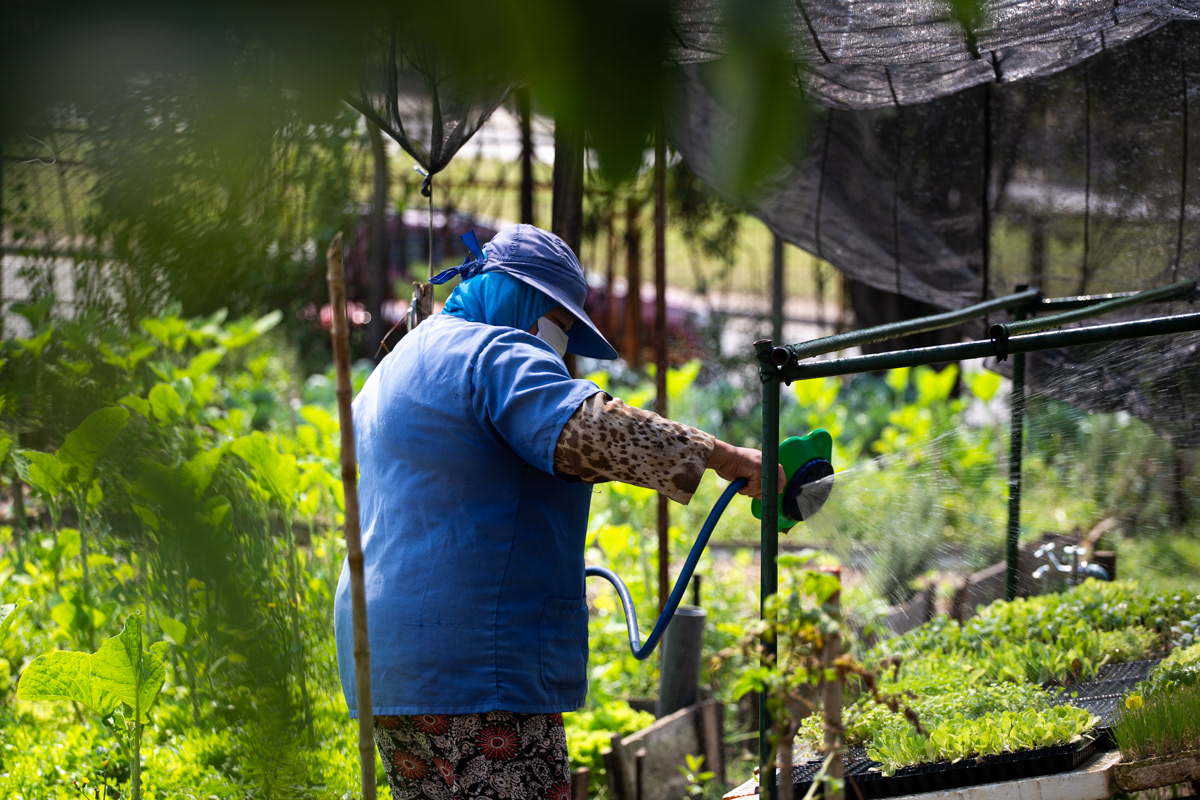 "Caminhos da Agricultura do ABCDMRR", Horta das Nações. Sesc São Caetano, 2020.