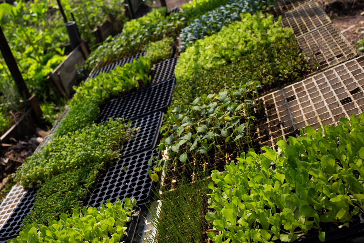 "Caminhos da Agricultura do ABCDMRR", Horta das Nações. Sesc São Caetano, 2020.