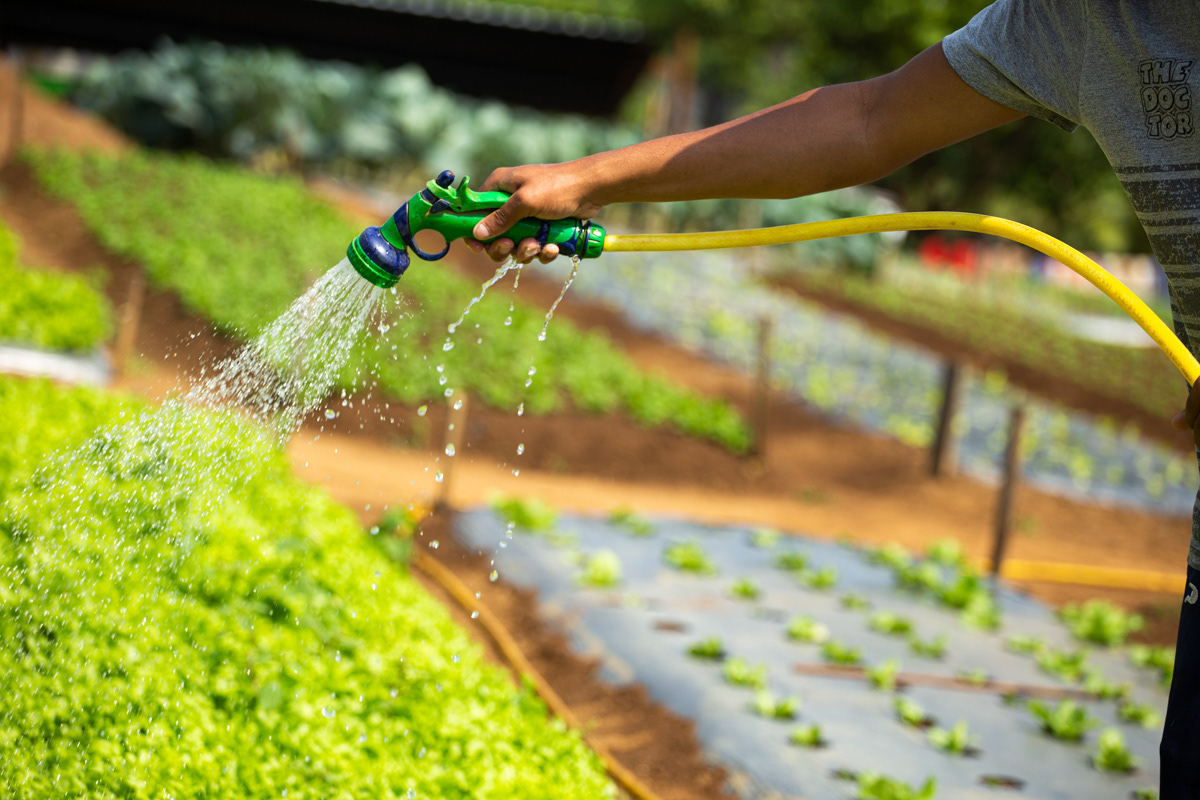 "Caminhos da Agricultura do ABCDMRR", Horta Campo Verde. Sesc São Caetano, 2020.