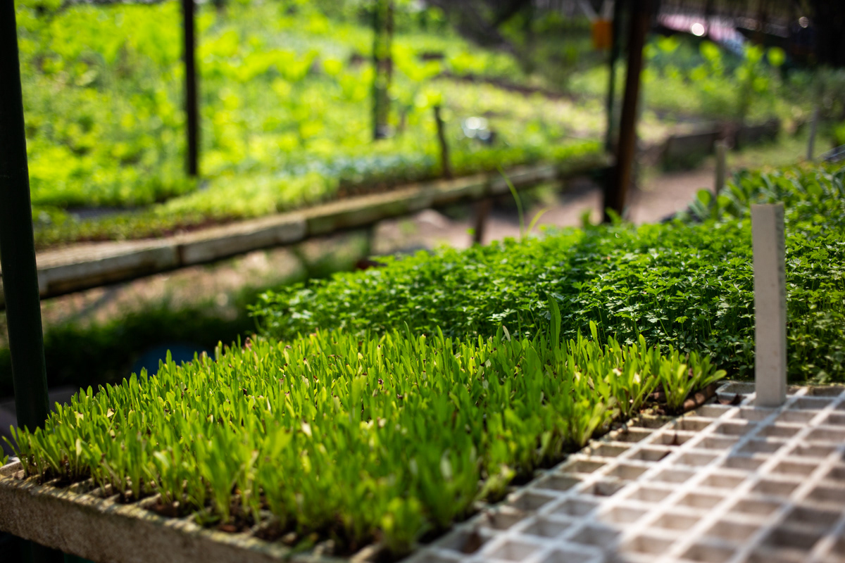 "Caminhos da Agricultura do ABCDMRR", Horta das Nações. Sesc São Caetano, 2020.