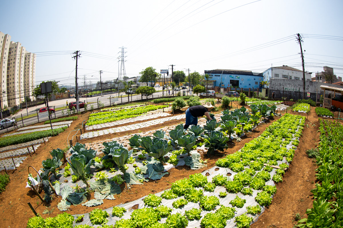 "Caminhos da Agricultura do ABCDMRR", Horta Campo Verde. Sesc São Caetano, 2020.