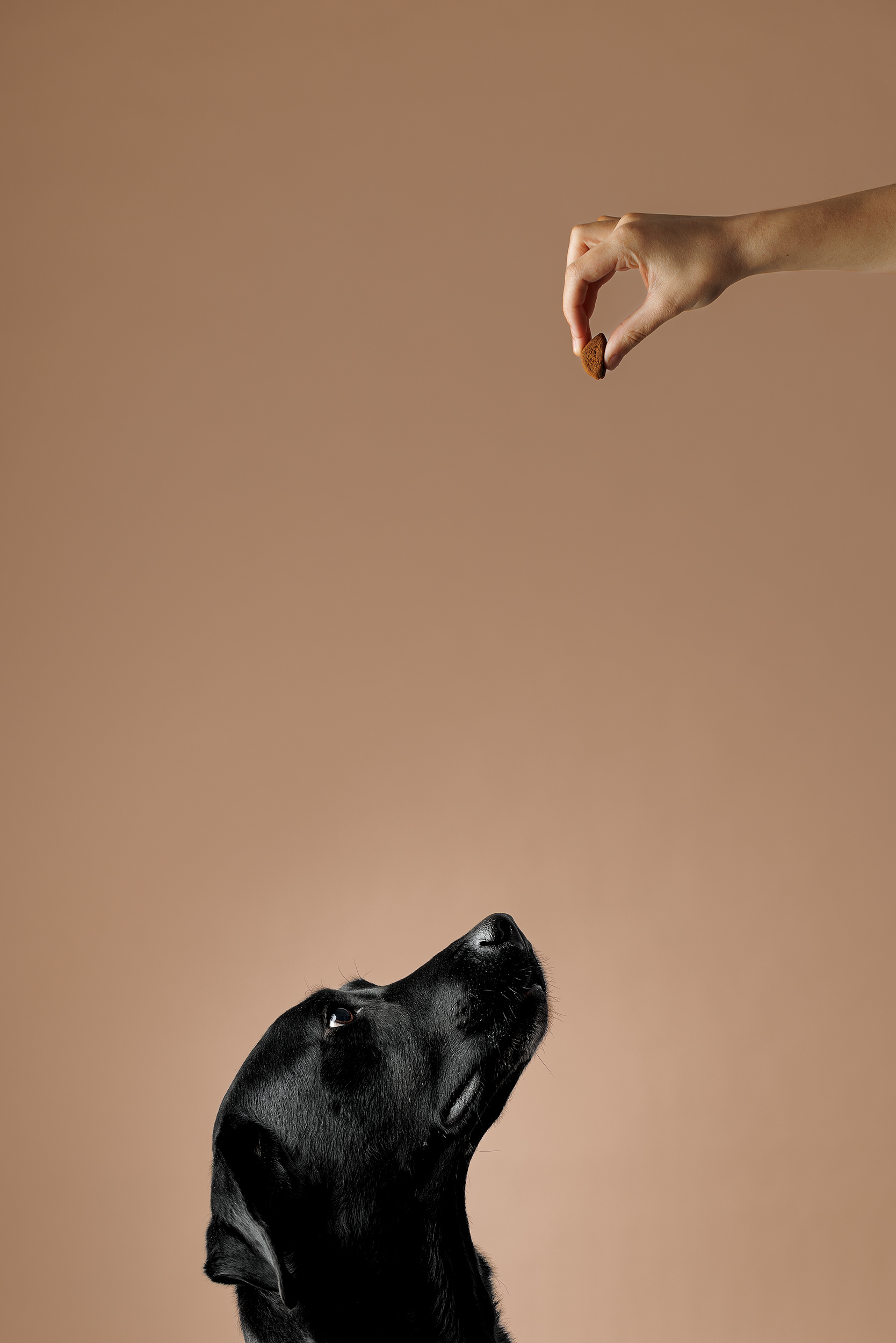 DOG PORTRAIT