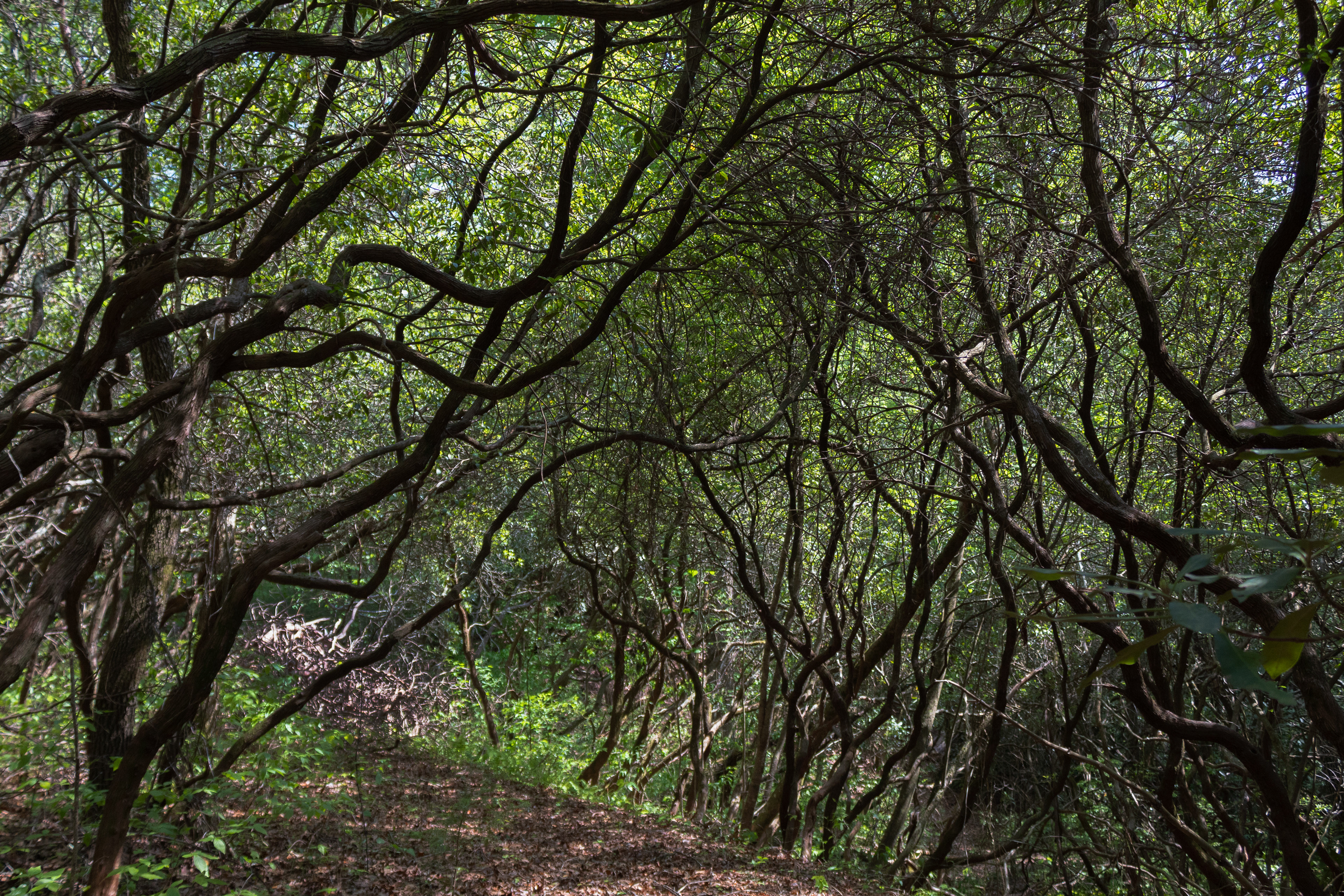 Path, 2018