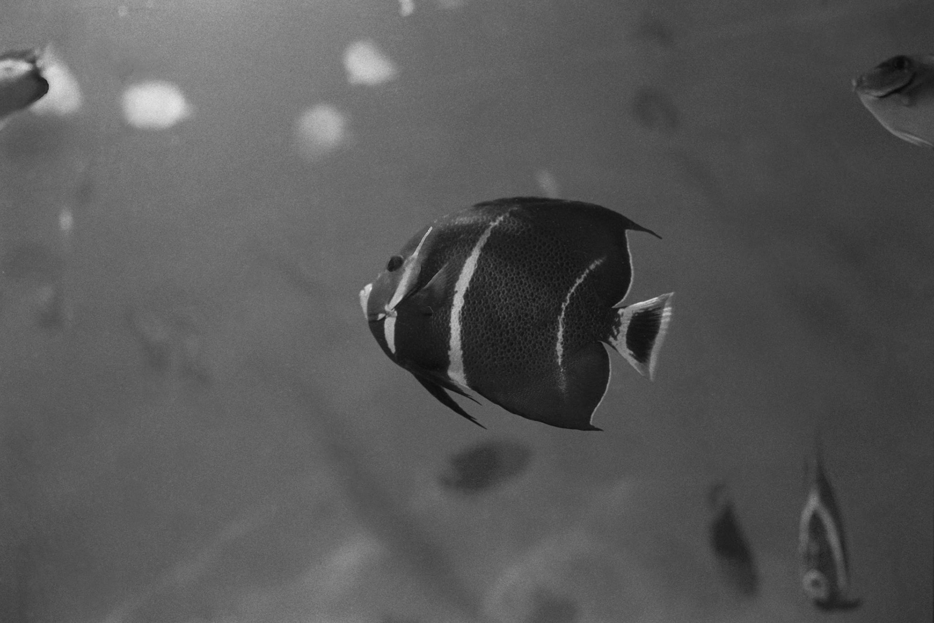 Newport Aquarium, KY, Nov. 2023