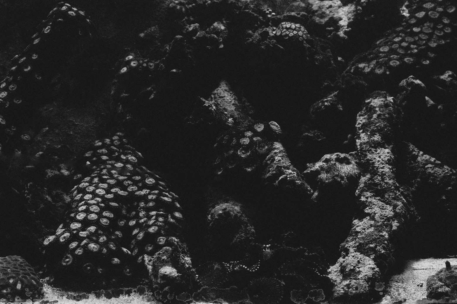 Sandy's Pet Shop, KY, Nov. 2023