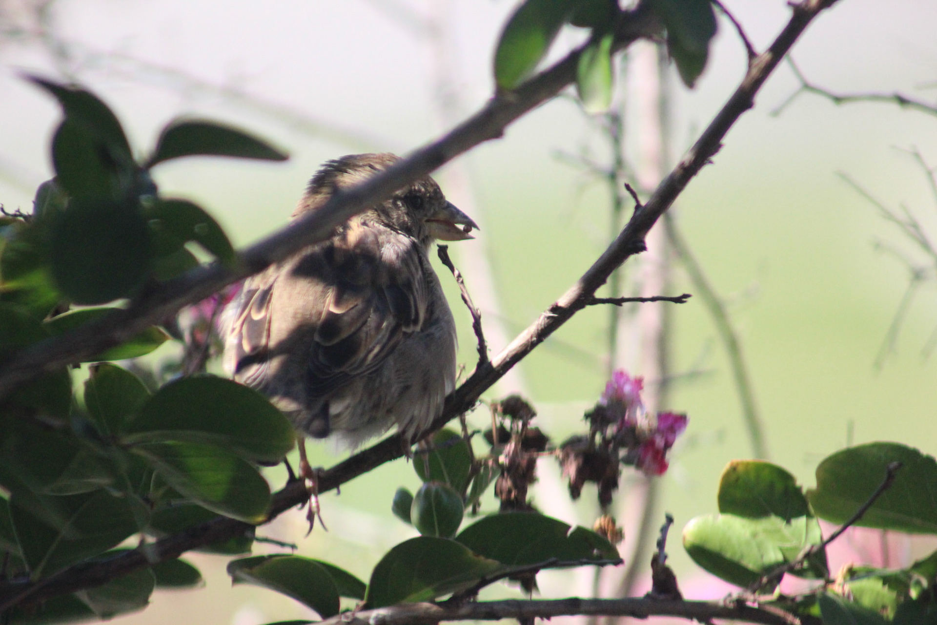 House sparrow, KY, Sep. 2023