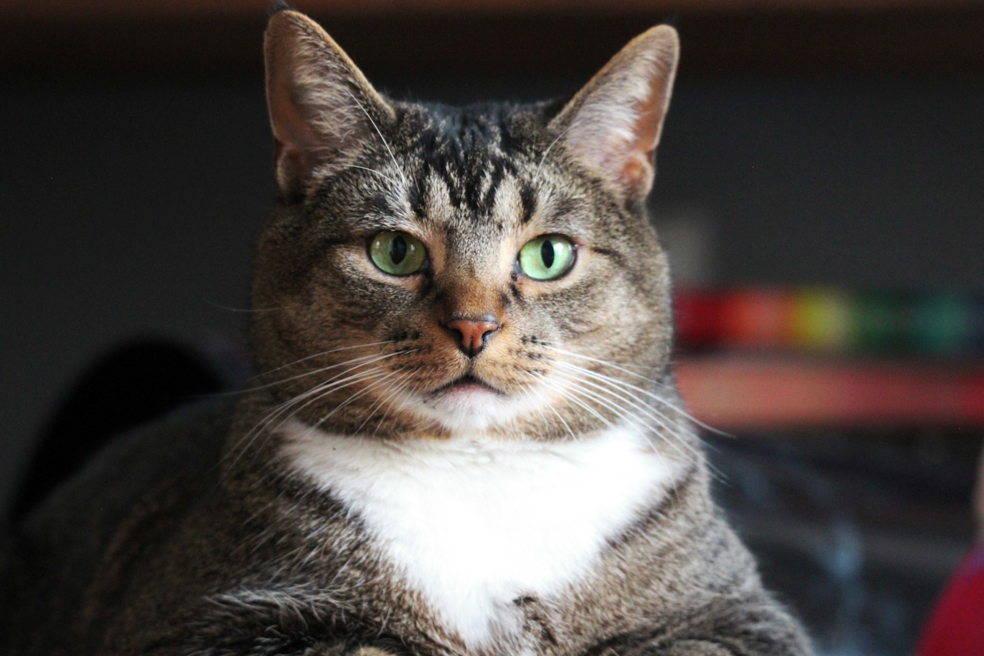 Tabby cat isolated portrait, KY, Feb. 2025