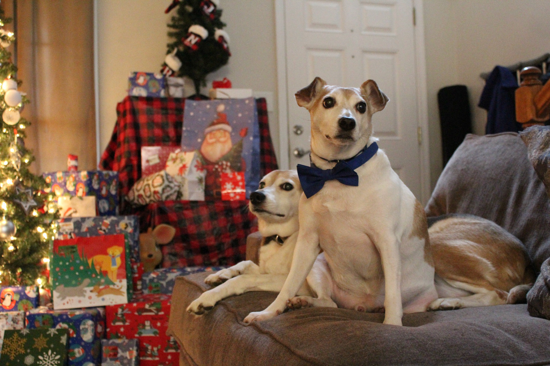 Jack russell and beagle mix dogs, KY, Dec. 2023
