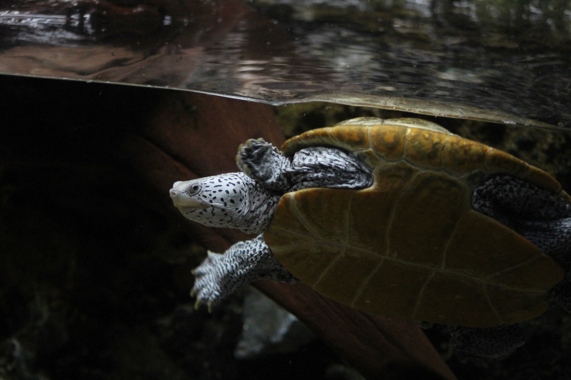 Newport Aquarium, KY, Nov. 2023