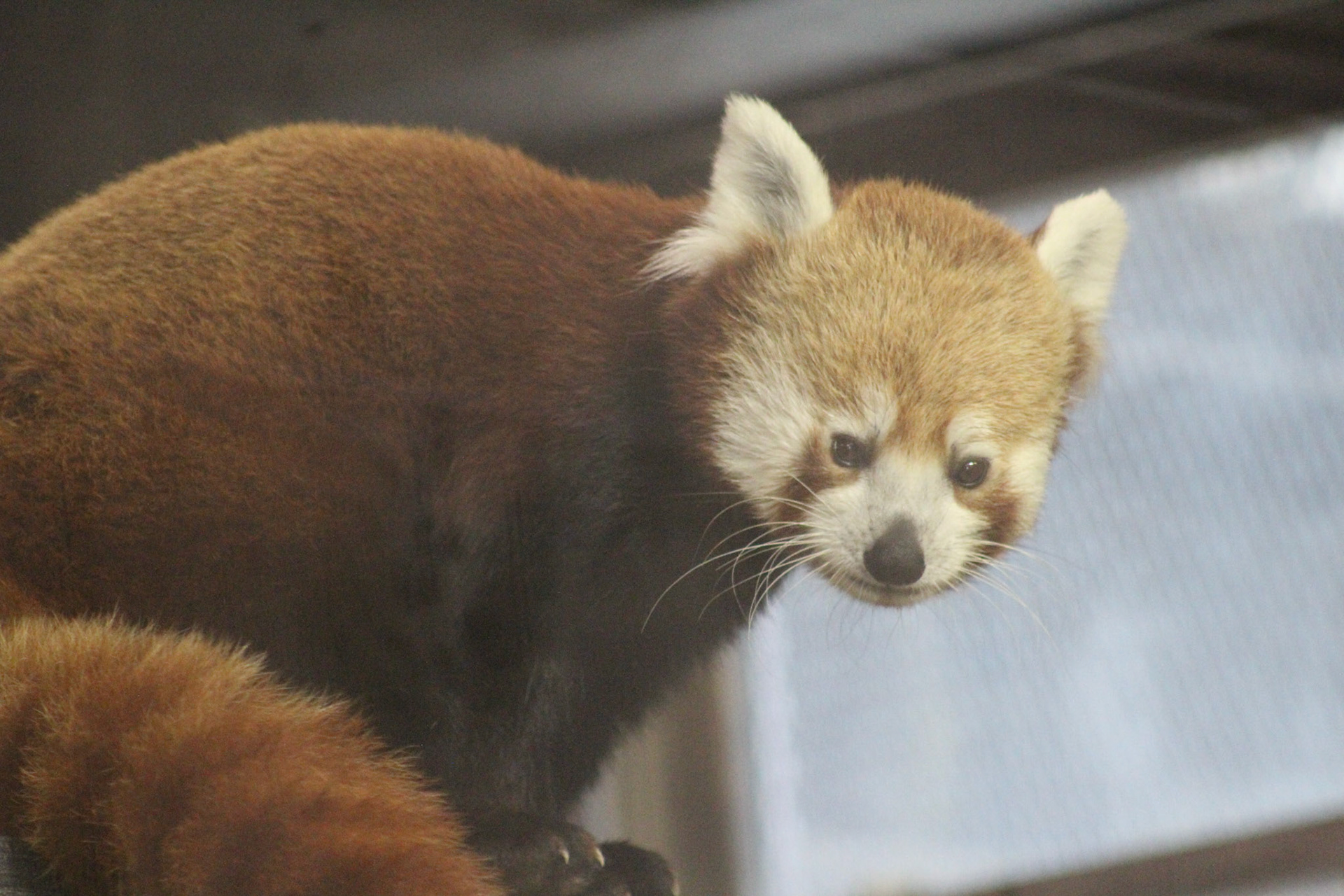 Louisville Zoo, KY, Aug. 2023