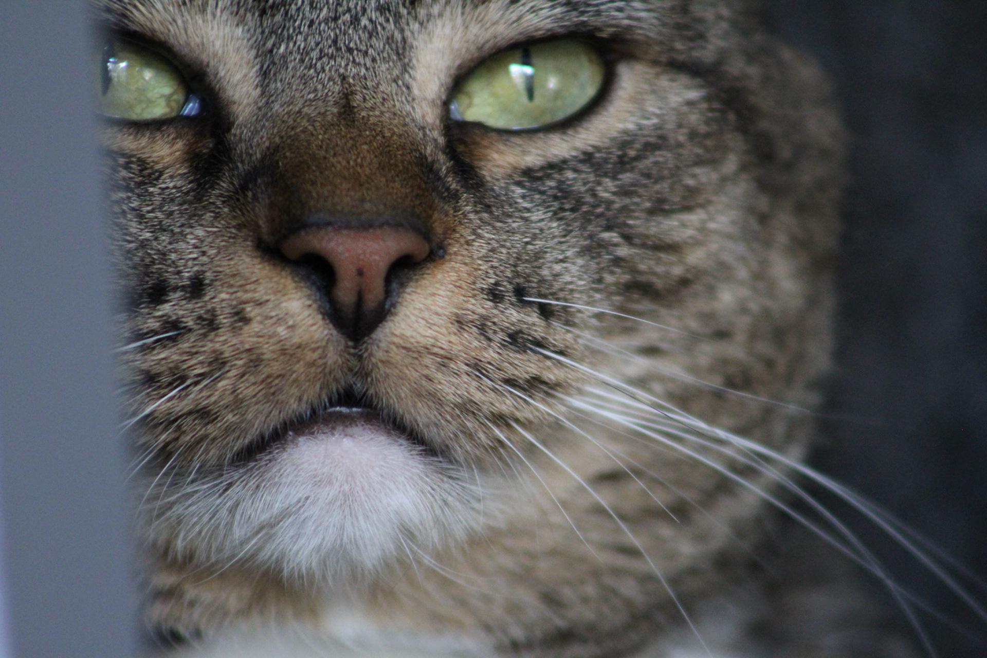Tabby cat close-up, KY, Sep. 2023