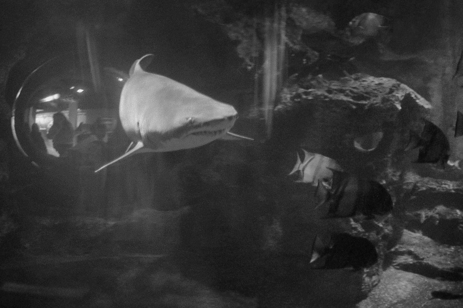 Newport Aquarium, KY, Nov. 2024