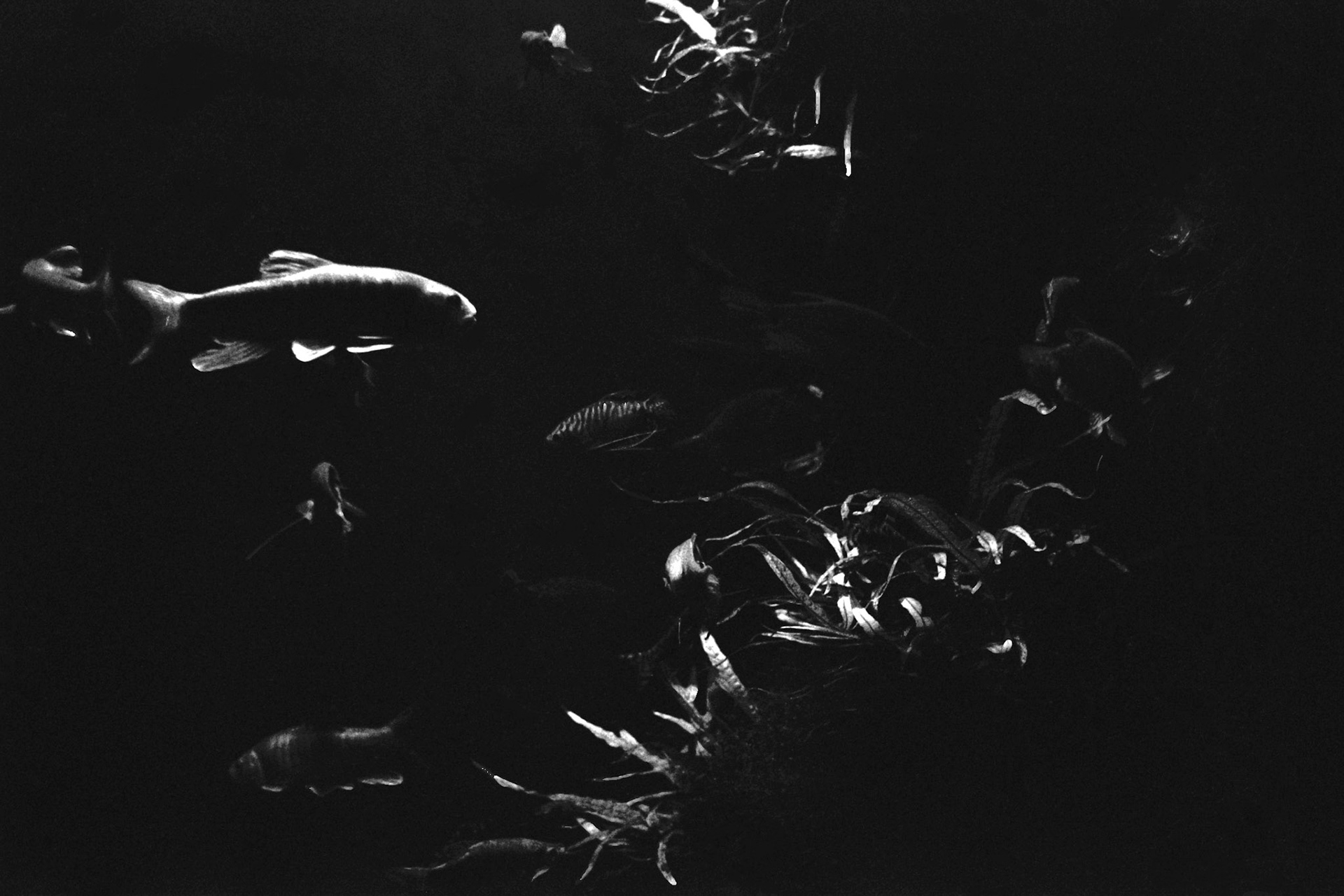 Newport Aquarium, KY, Nov. 2023