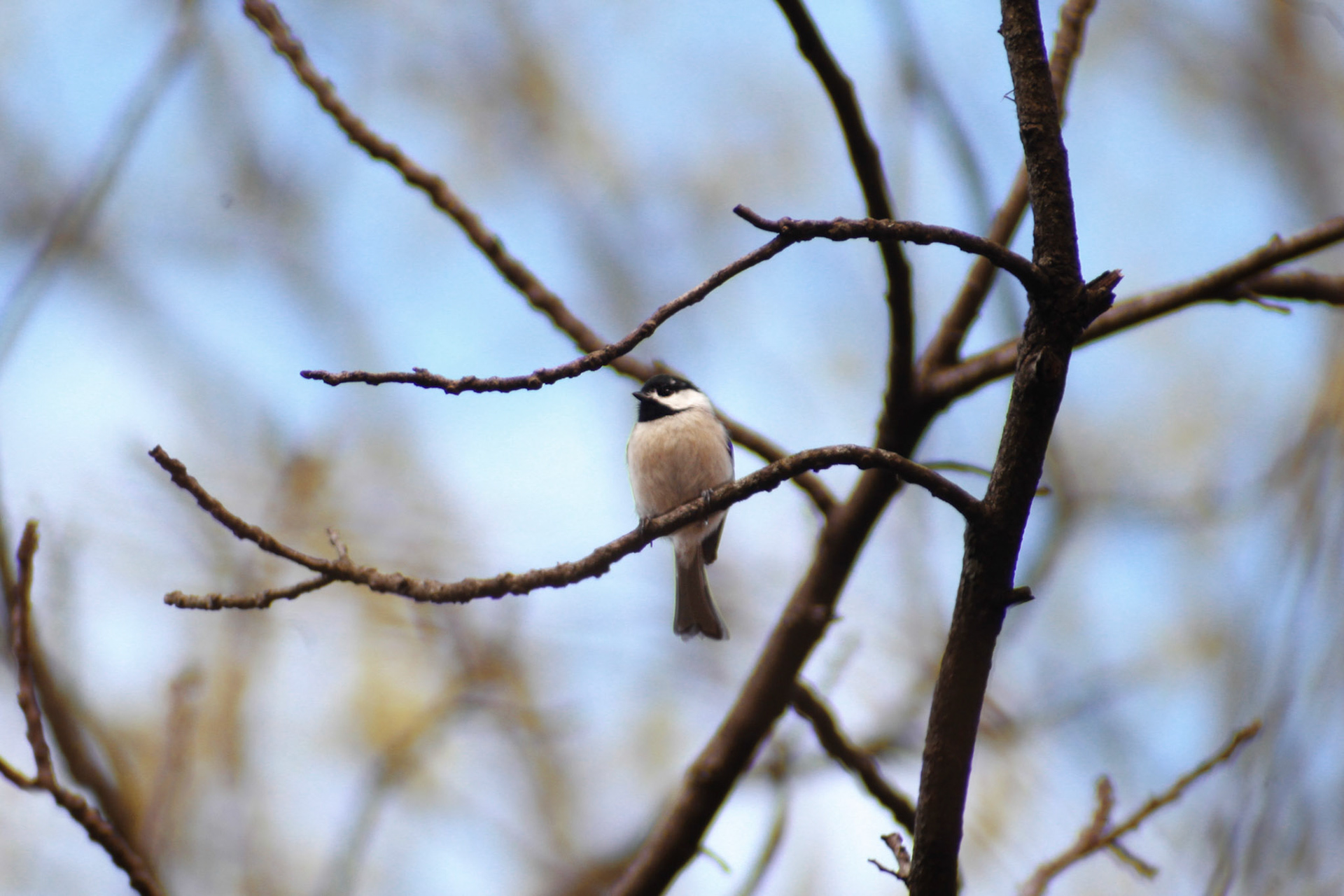 Carolina chickadee, Nettleroth Bird Sanctuary, KY, Mar. 2024