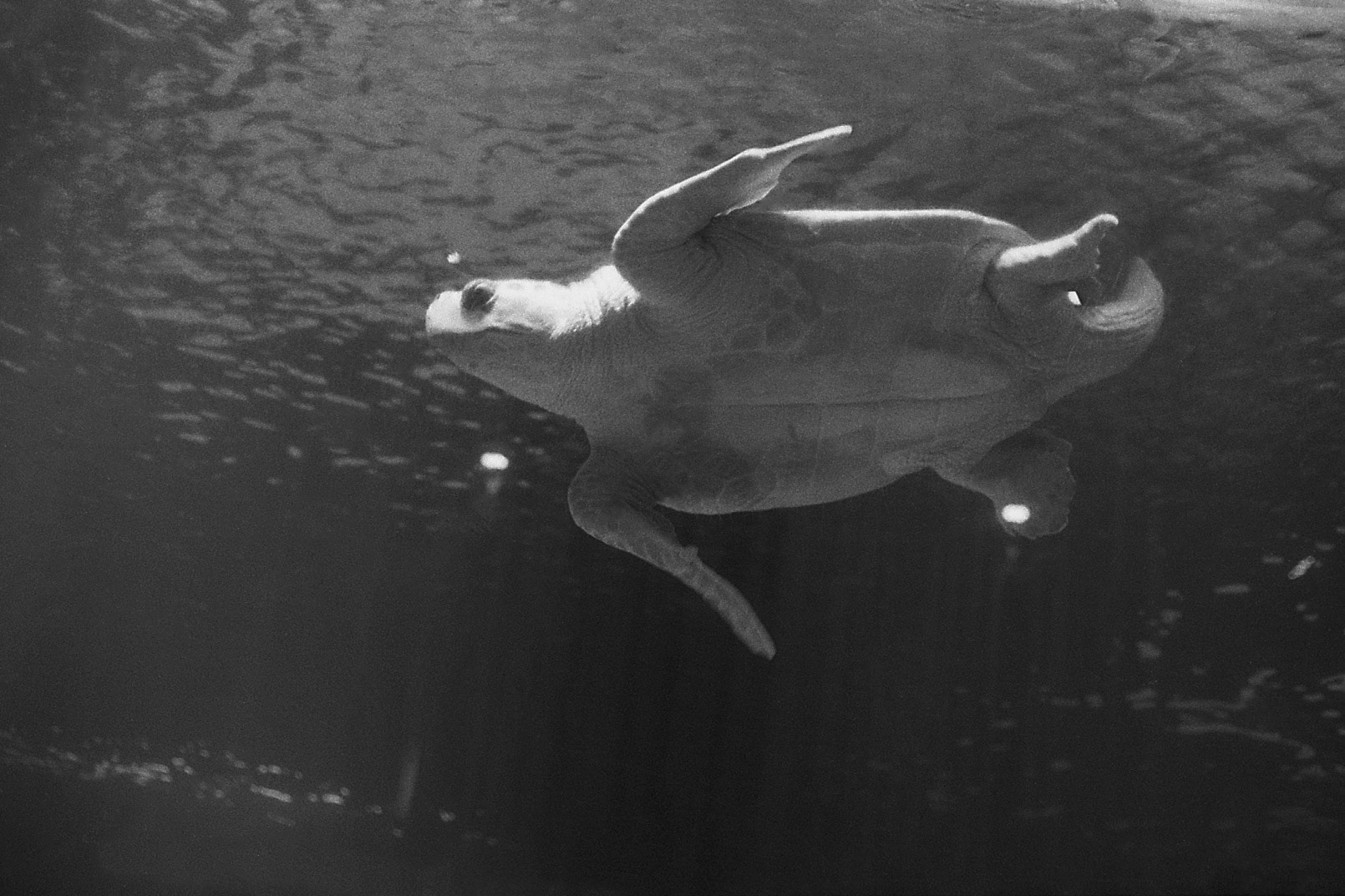 Newport Aquarium, KY, Nov. 2024