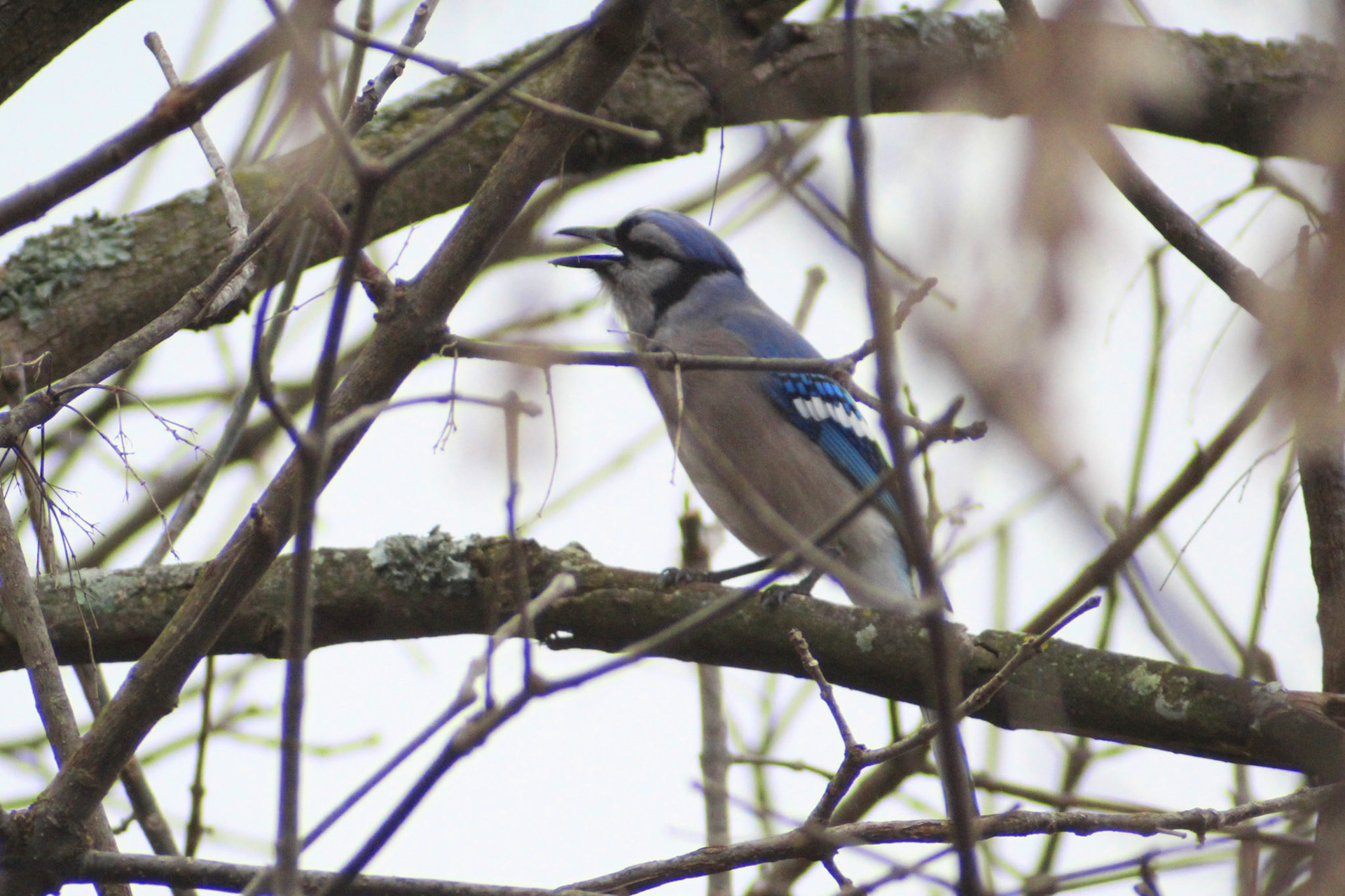 Blue jay, Draut Park, KY, Mar. 2024