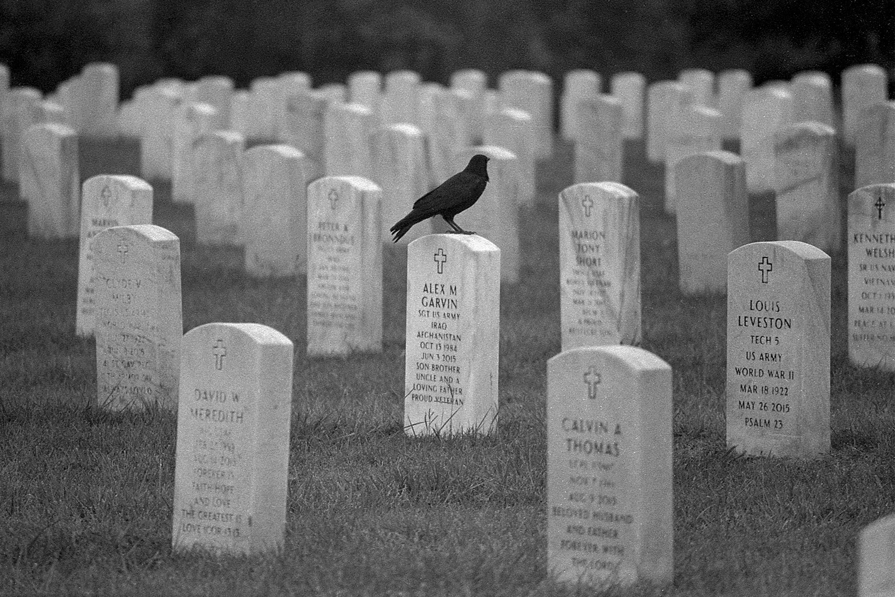 Crow on headstone, Kentucky Veterans Cemetery Central, KY, Oct. 2023