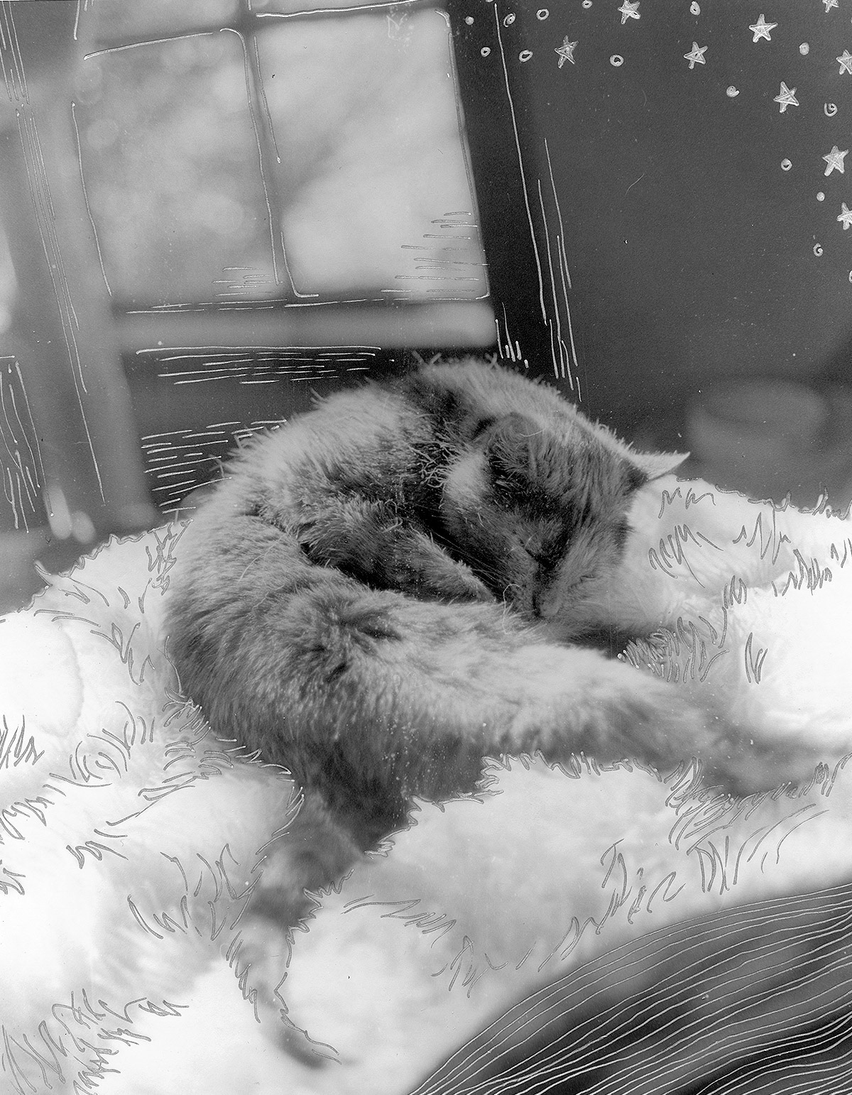 Tortoiseshell cat with hand-drawn embellishments, KY, Oct. 2023 