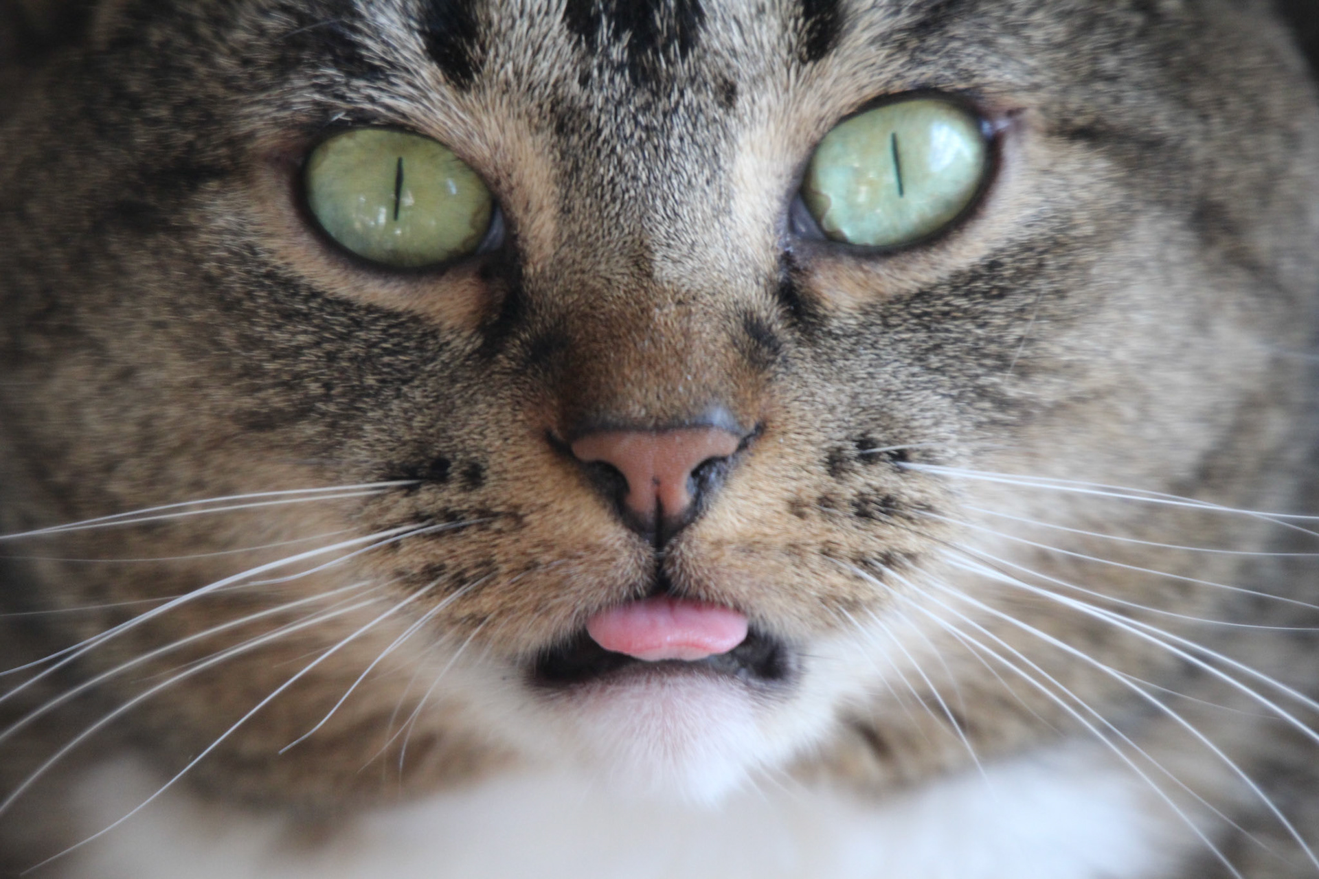Tabby cat close-up, KY, Apr. 2024