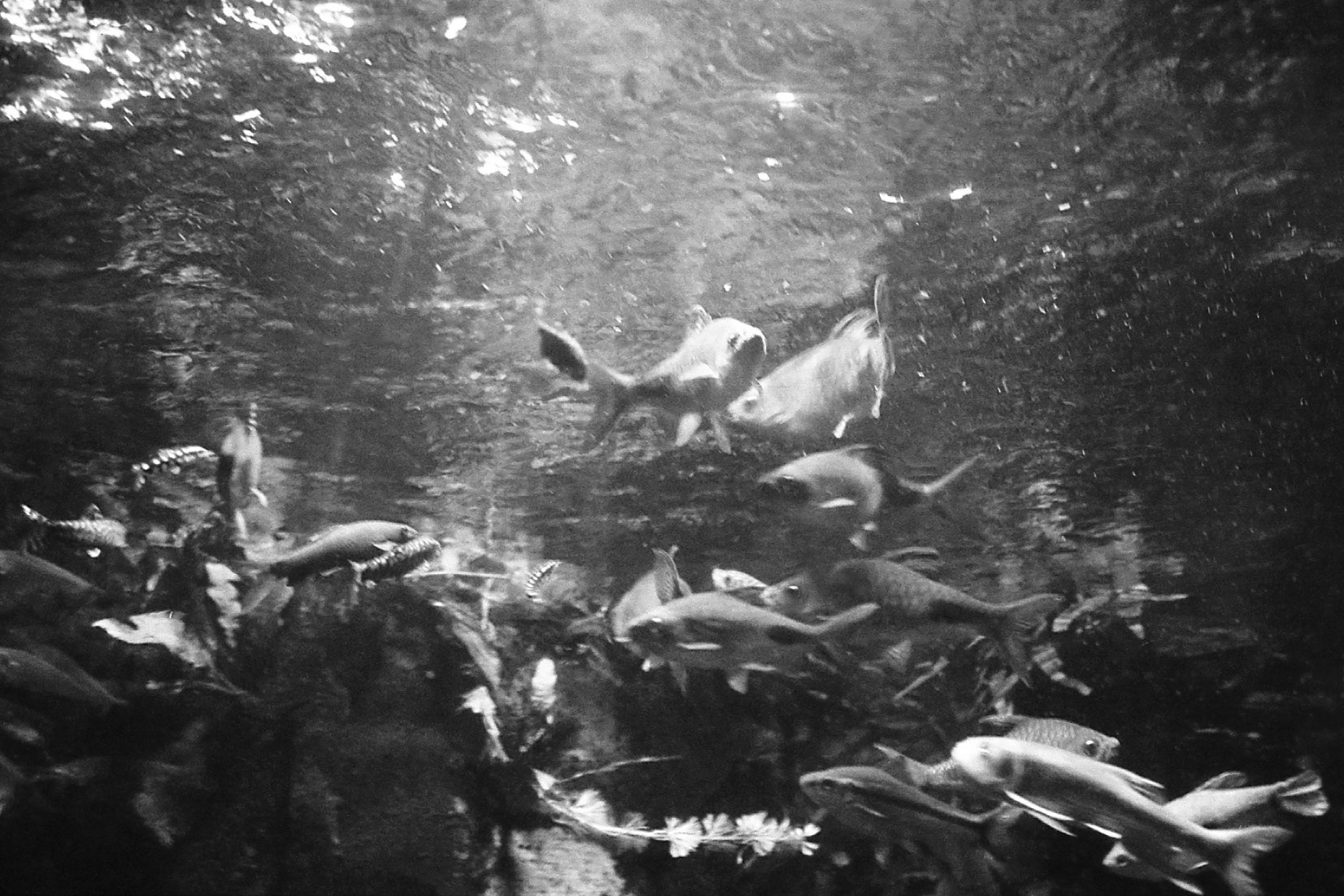 Newport Aquarium, KY, Nov. 2024