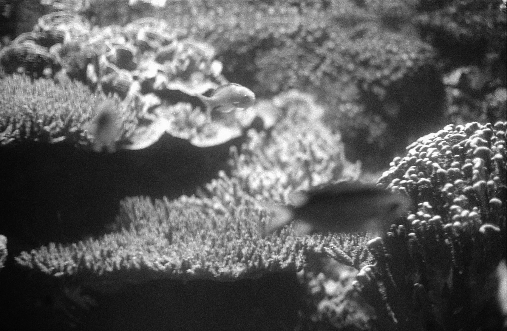 Ripley's Aquarium of the Smokies, TN, May 2024