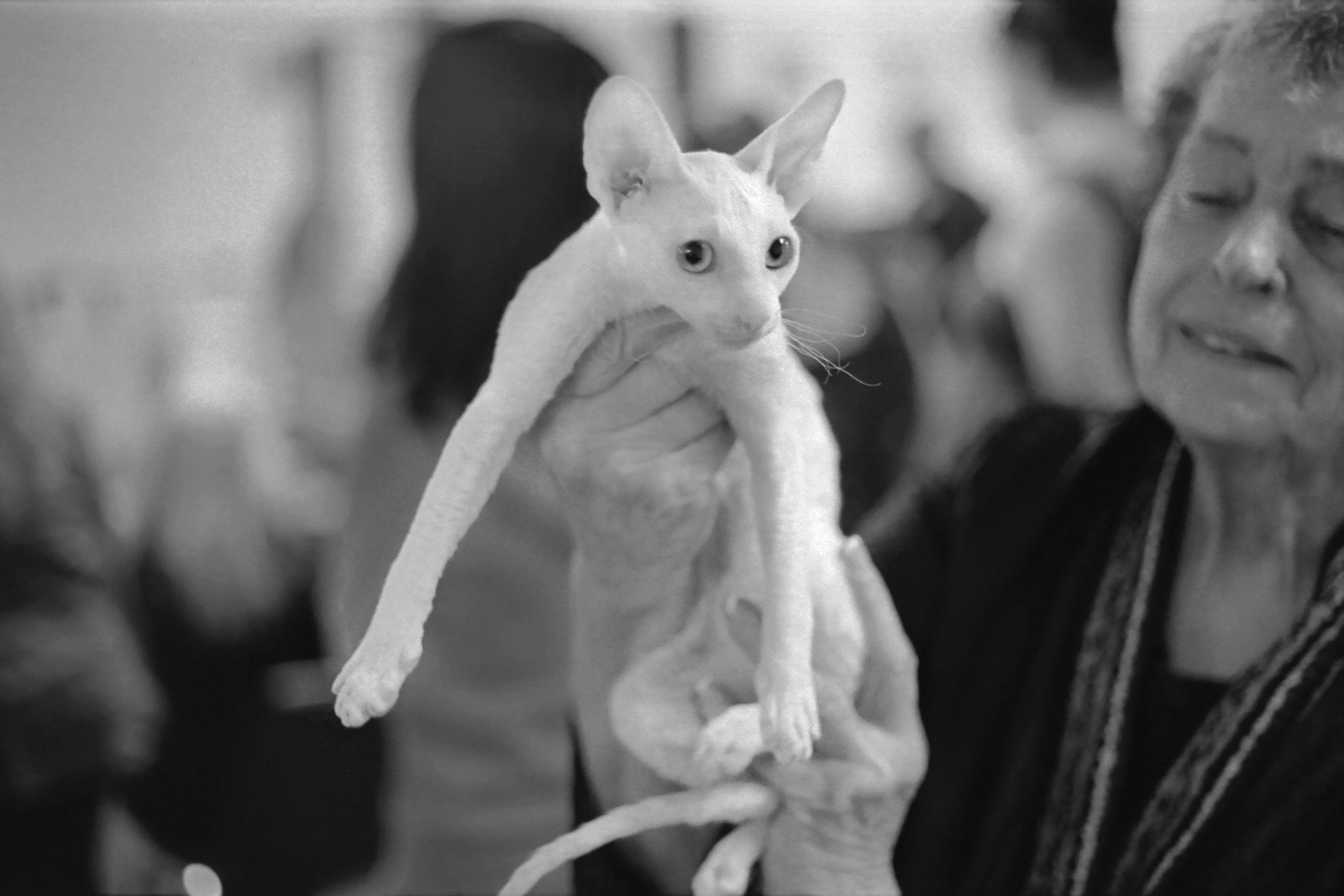 ACFA Cat Show, KY, Oct. 2025