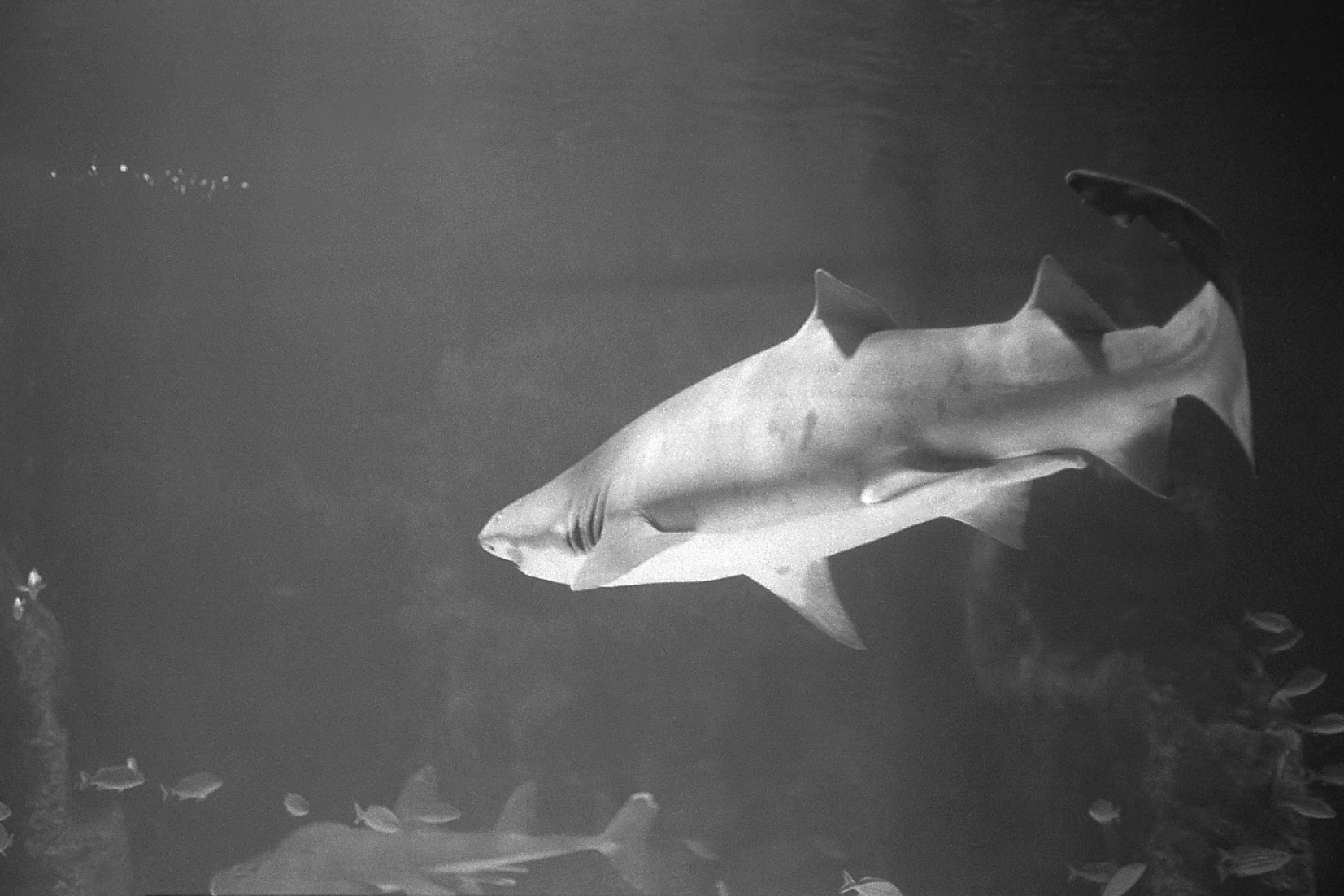 Newport Aquarium, KY, Nov. 2024