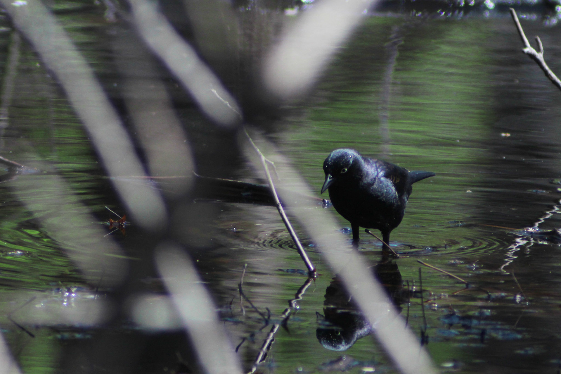 Rusty blackbird, Garvin Brown Nature Preserve, KY, Mar. 2024