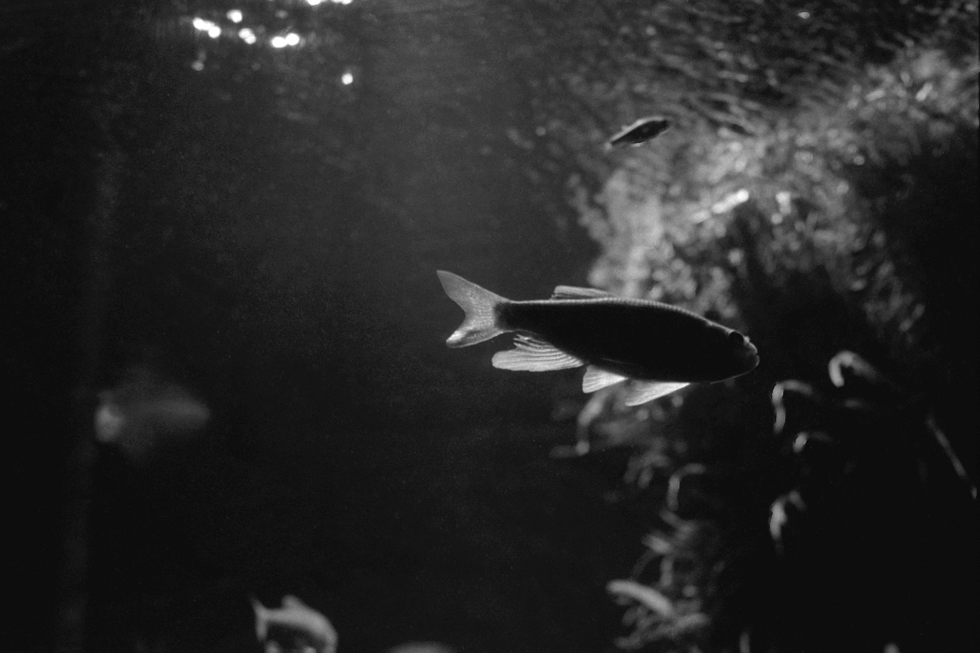 Newport Aquarium, KY, Nov. 2023