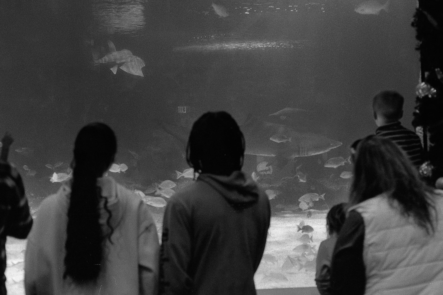 Newport Aquarium, KY, Nov. 2024