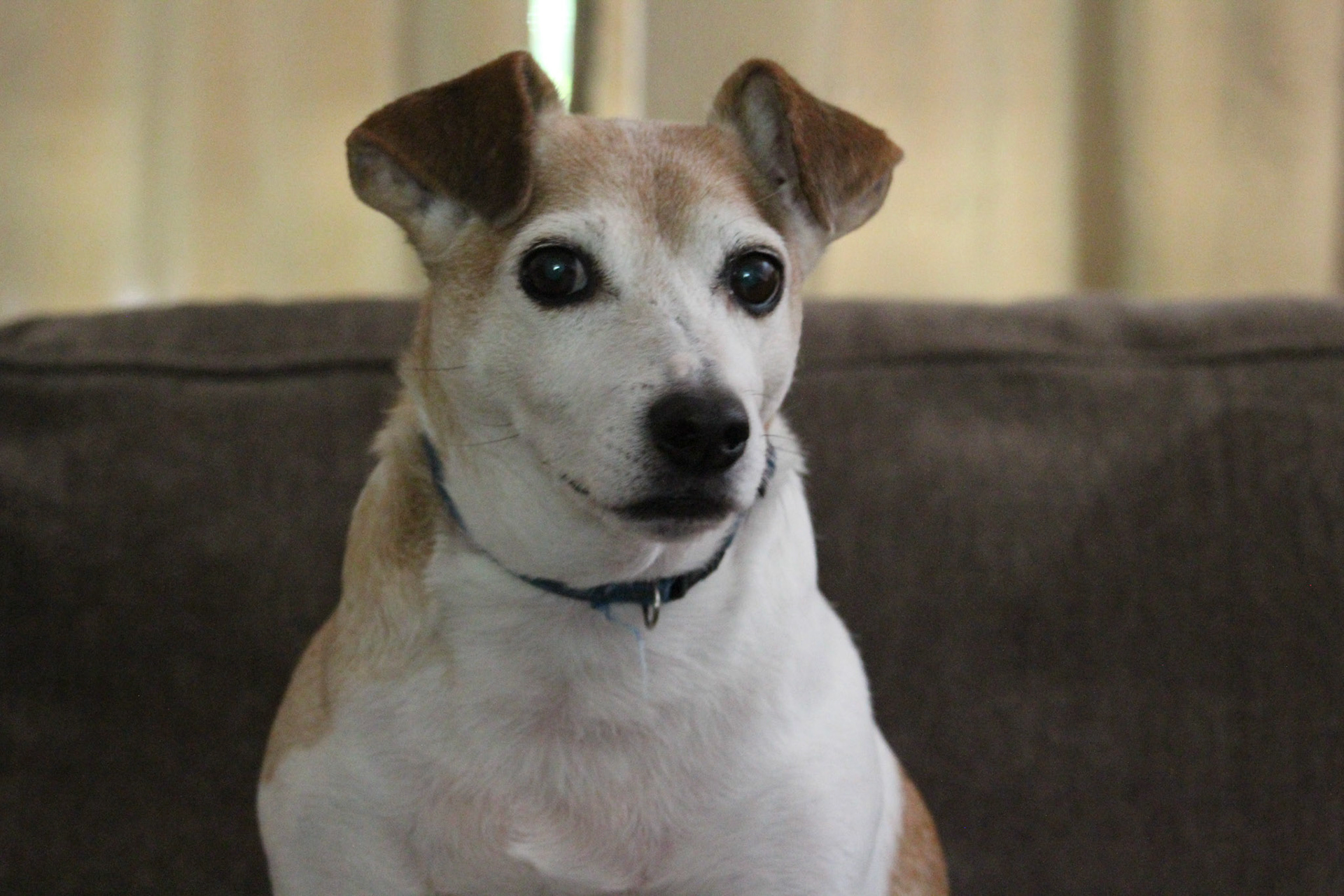 Jack Russell mix dog, KY, Aug. 2023