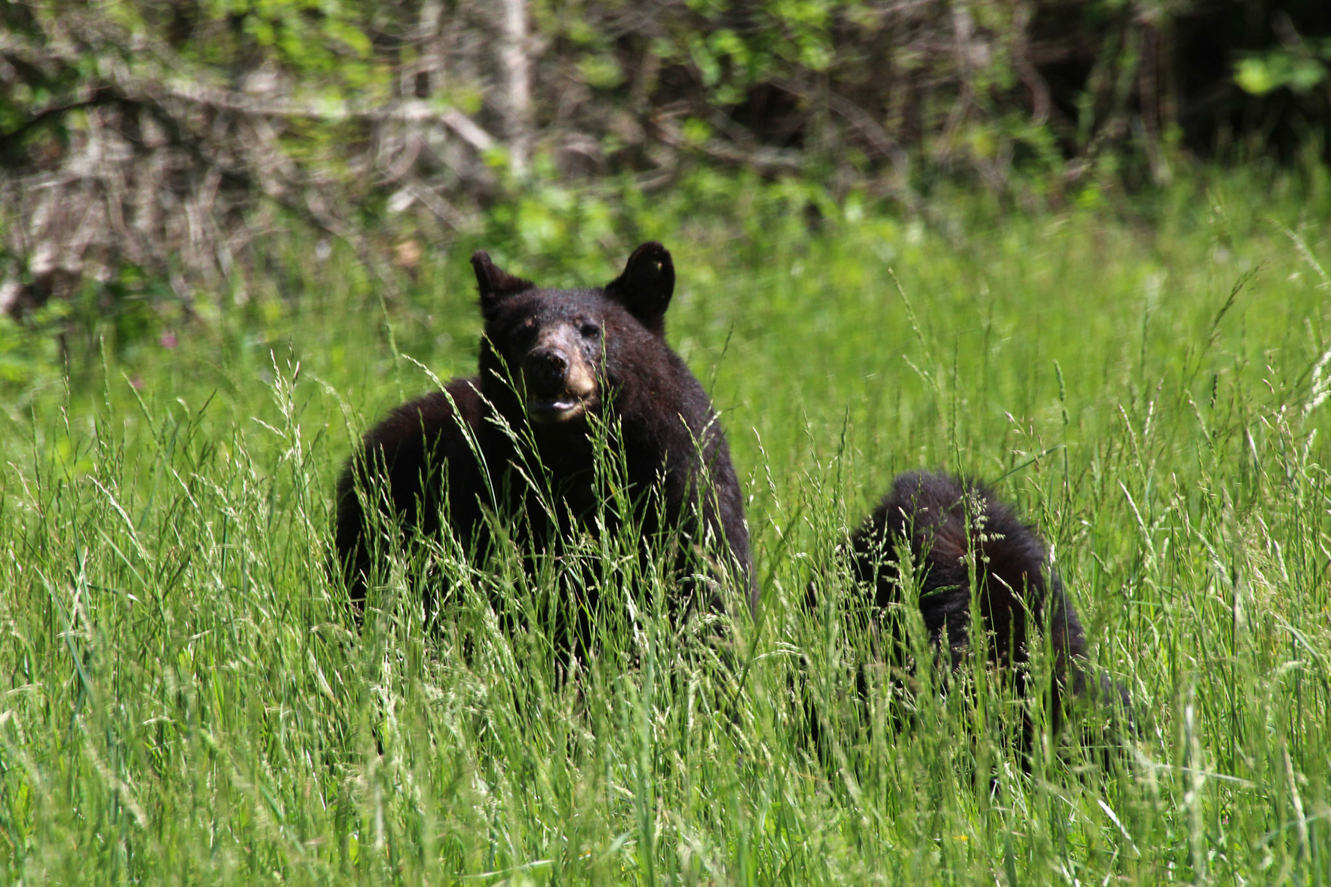 Mother black bear with baby, Gatlinburg, TN, May 2024