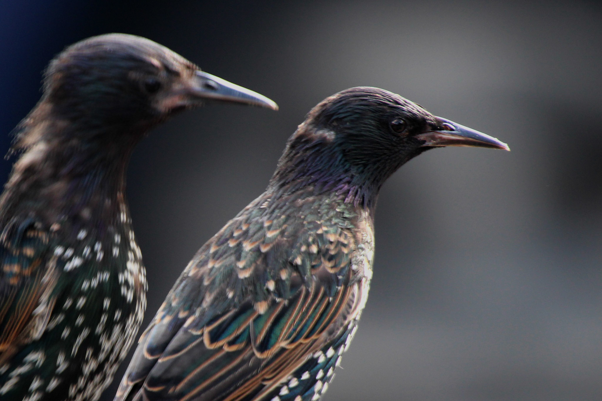 Pair of European starlings, KY, Aug. 2024