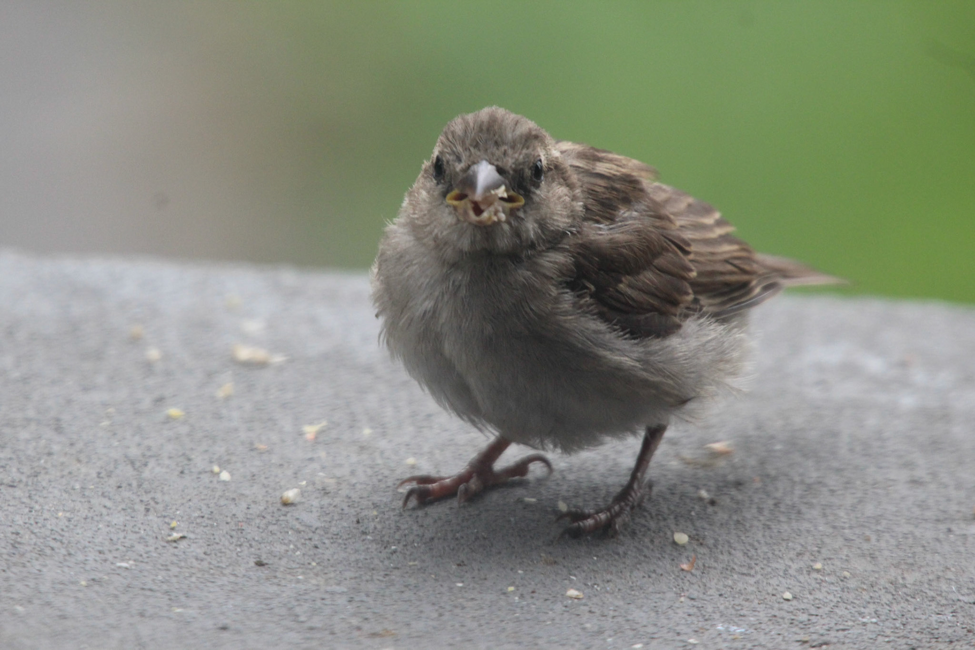 Fledgling house sparrow, KY, Jun. 2024