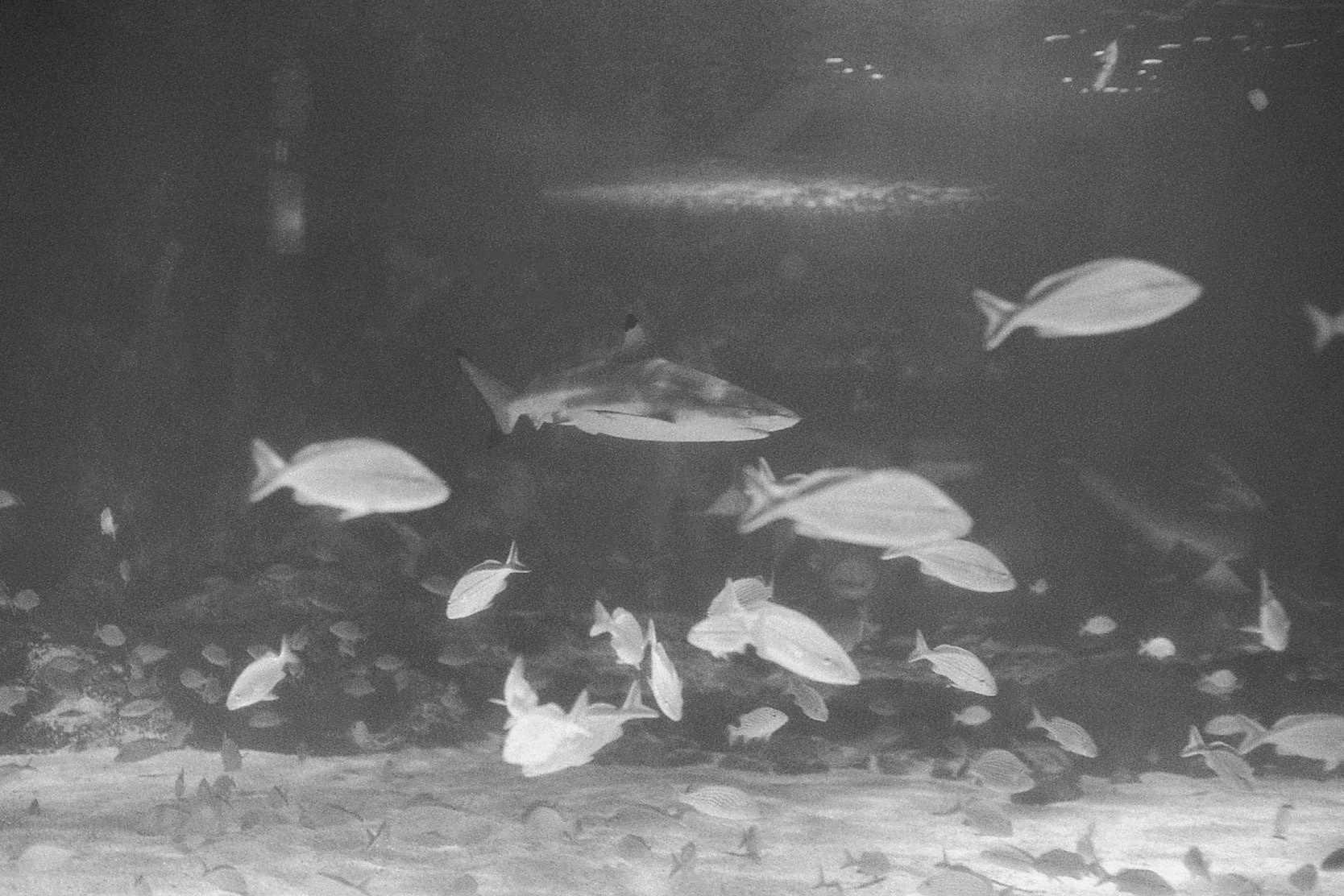 Newport Aquarium, KY, Nov. 2024