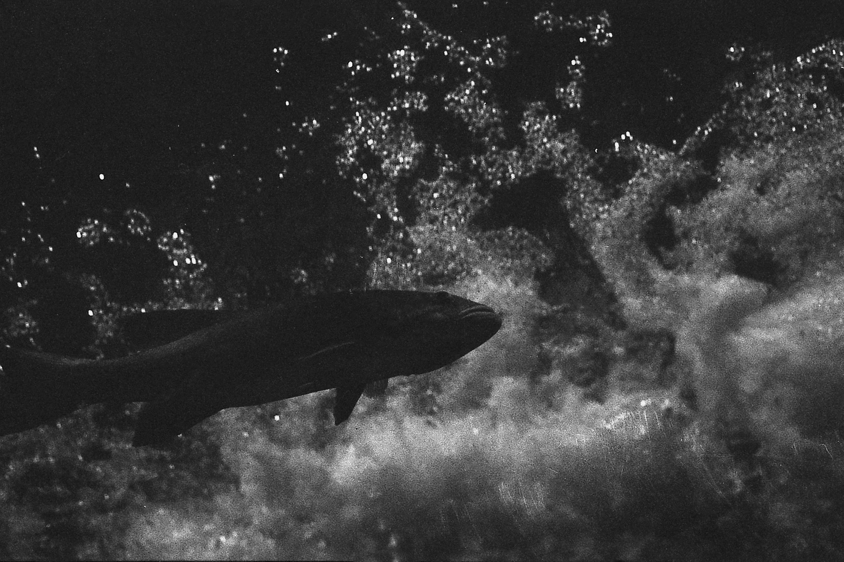 Newport Aquarium, KY, Nov. 2024