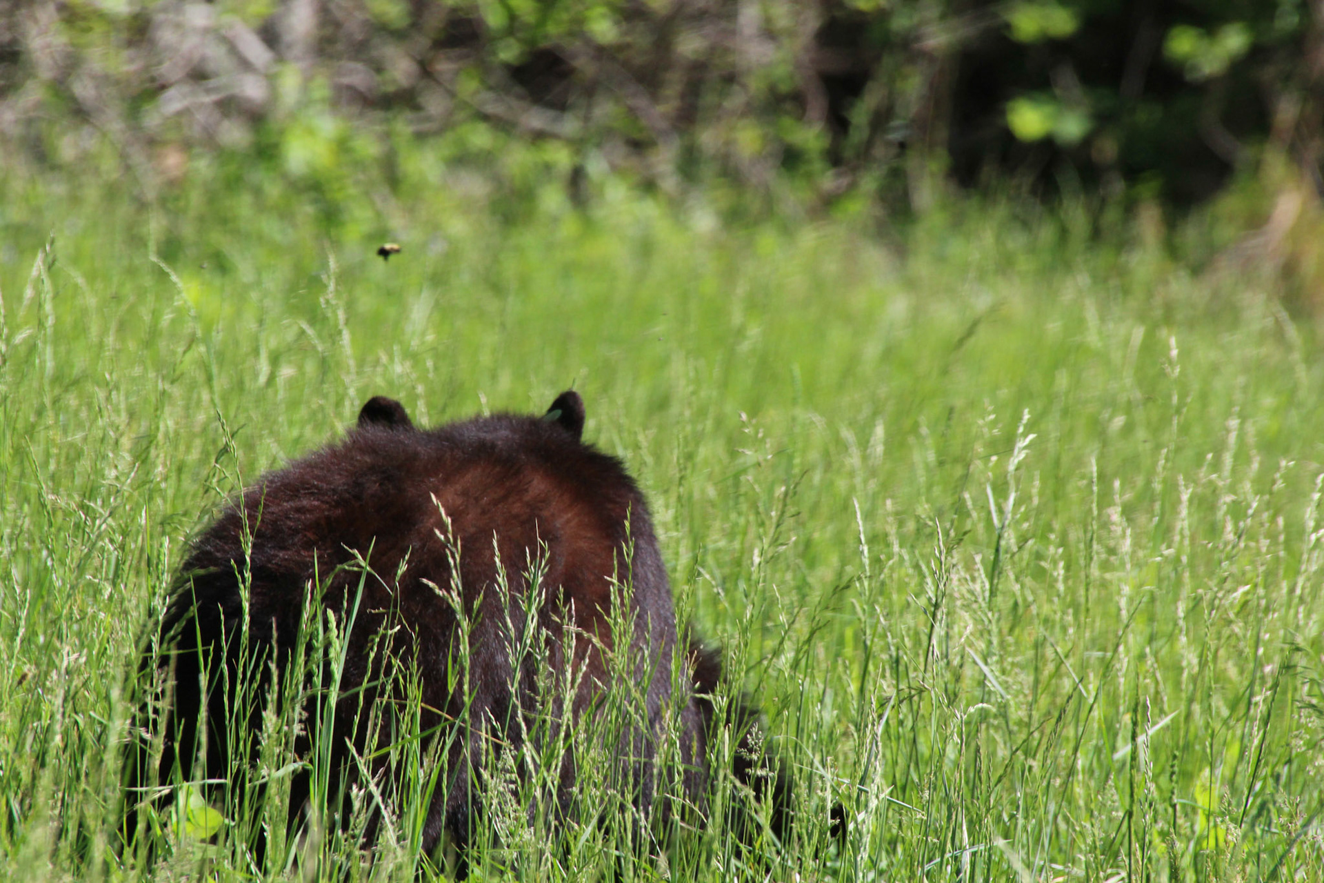 Baby black bear with bee hovering above, Gatlinburg, TN, May 2024