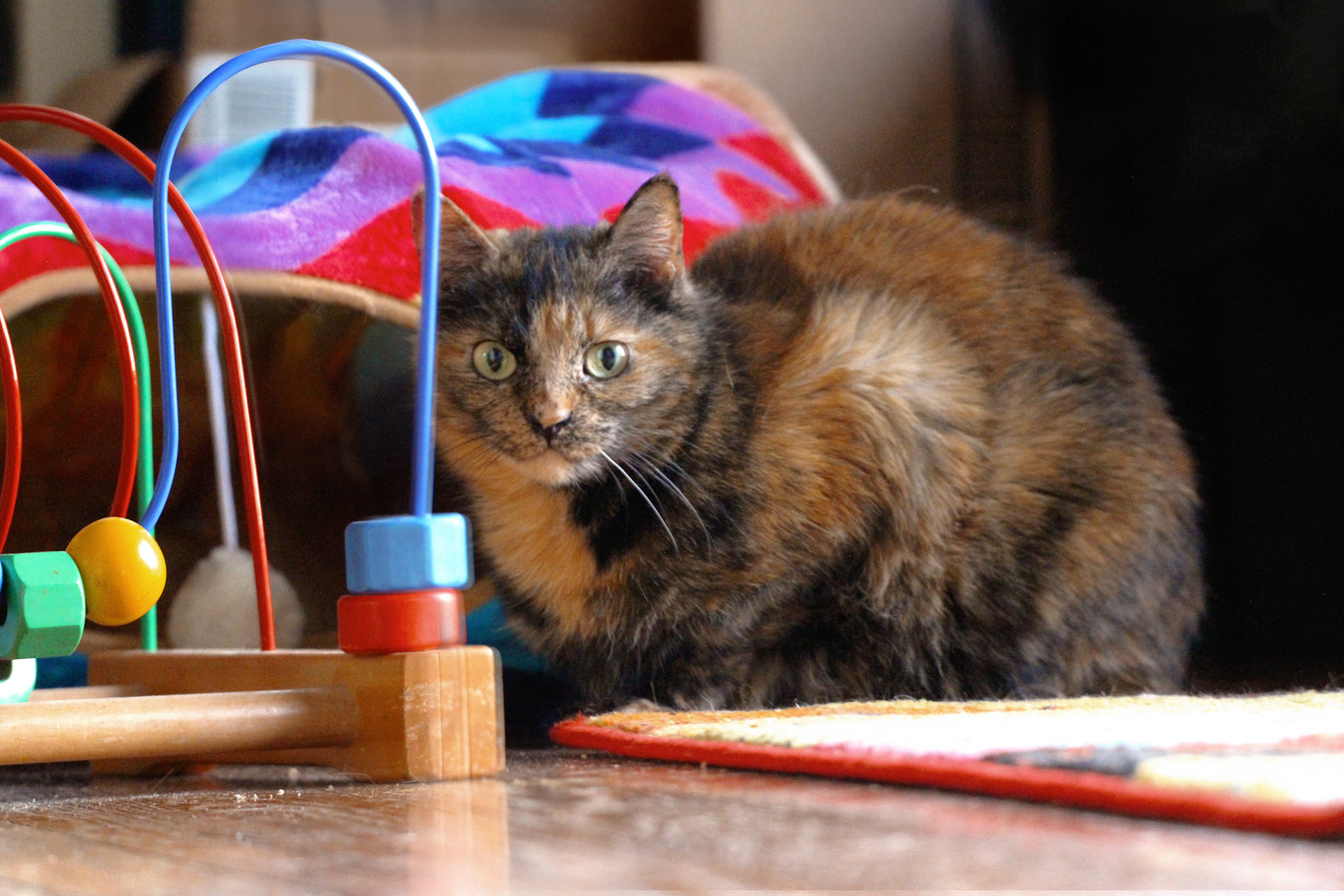 Tortoiseshell cat with colorful toys, KY, Feb. 2025