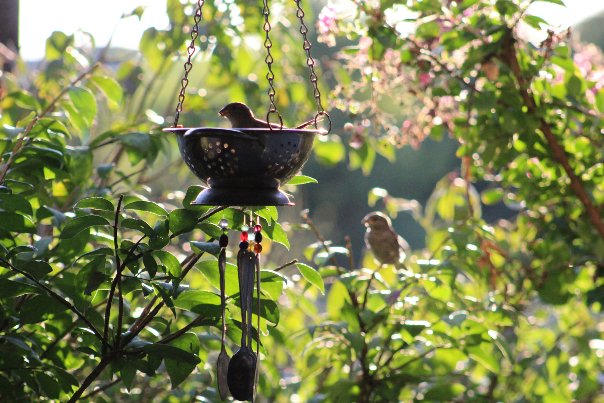 House sparrow, KY, Sep. 2023