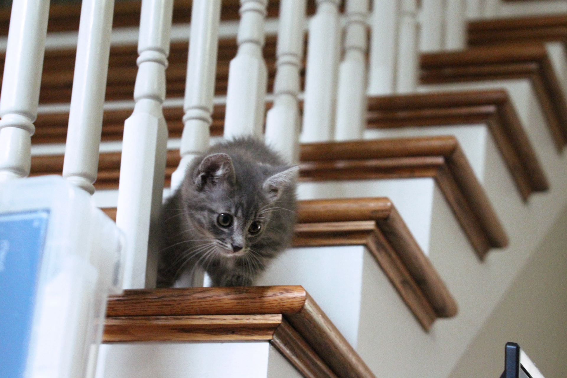 Tabby kitten on stairs, KY, Jun. 2024