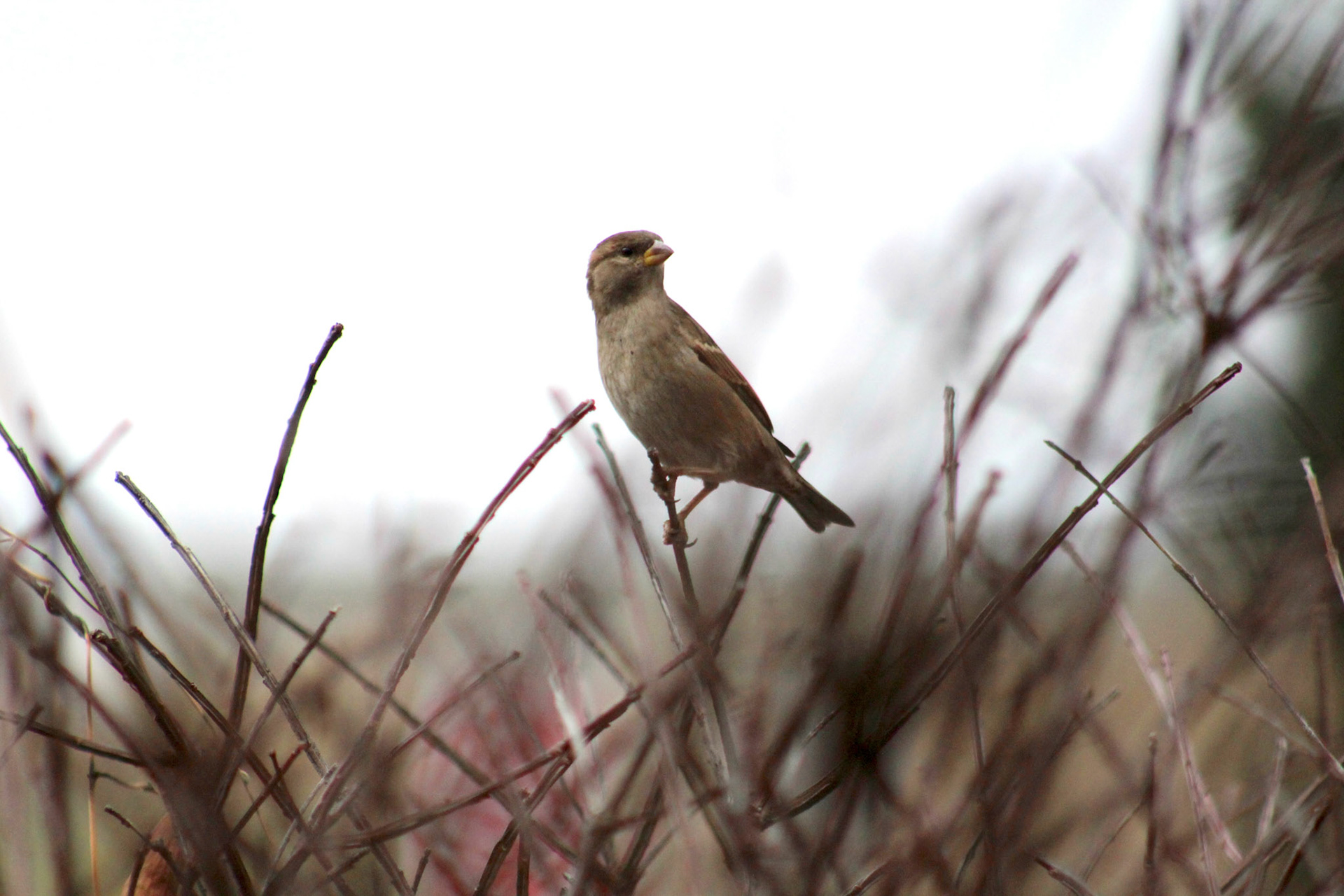 House sparrow, KY, Dec. 2023