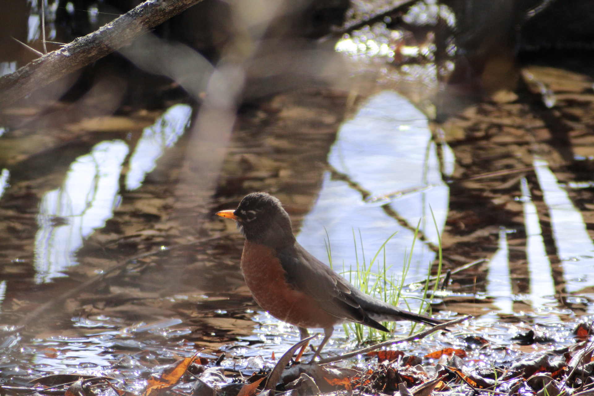 American robin, Caperton Swamp Park, KY, Mar. 2024