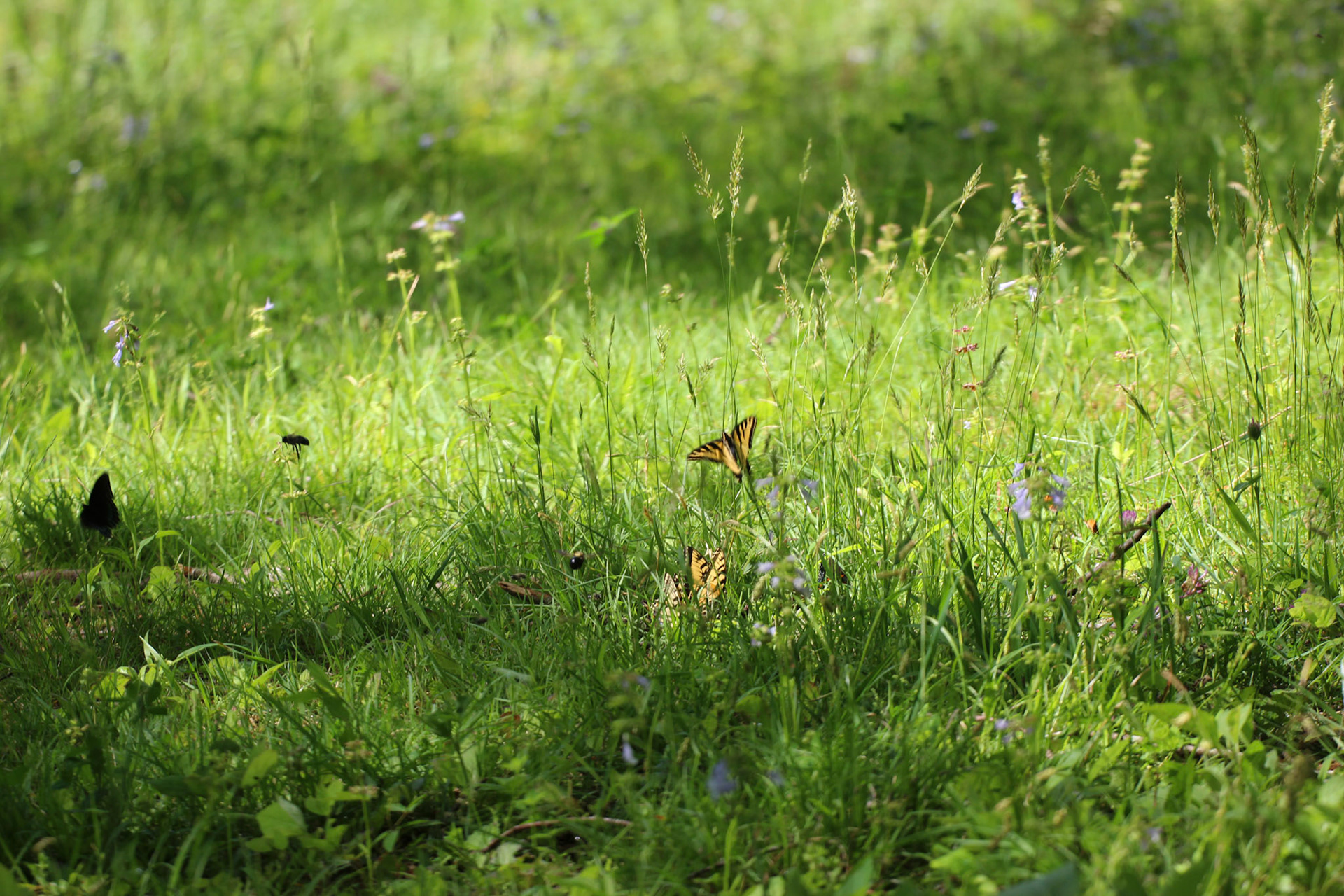 Butterflies in a field, Gatlinburg, TN, May 2024