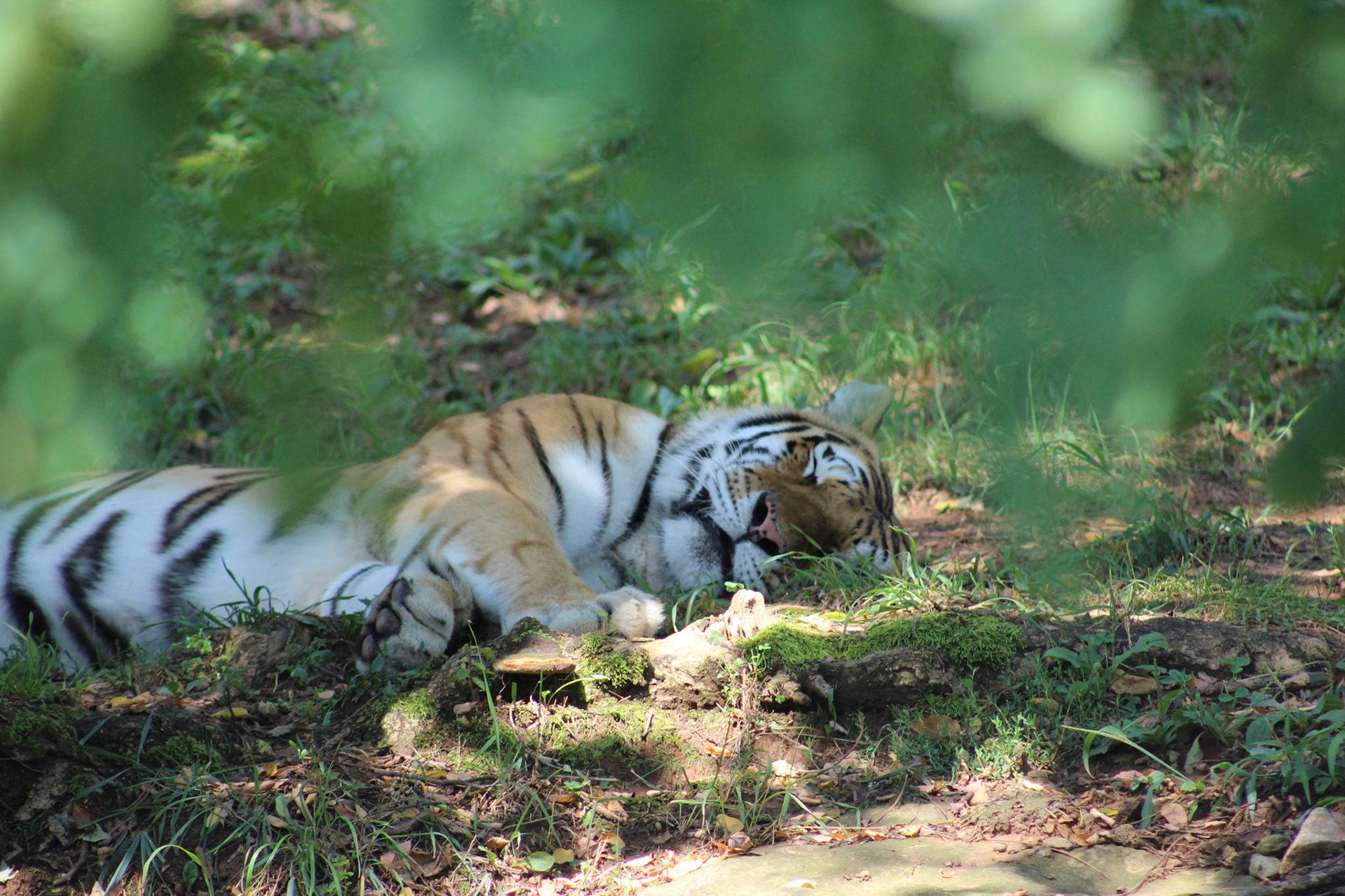 Louisville Zoo, KY, Aug. 2023