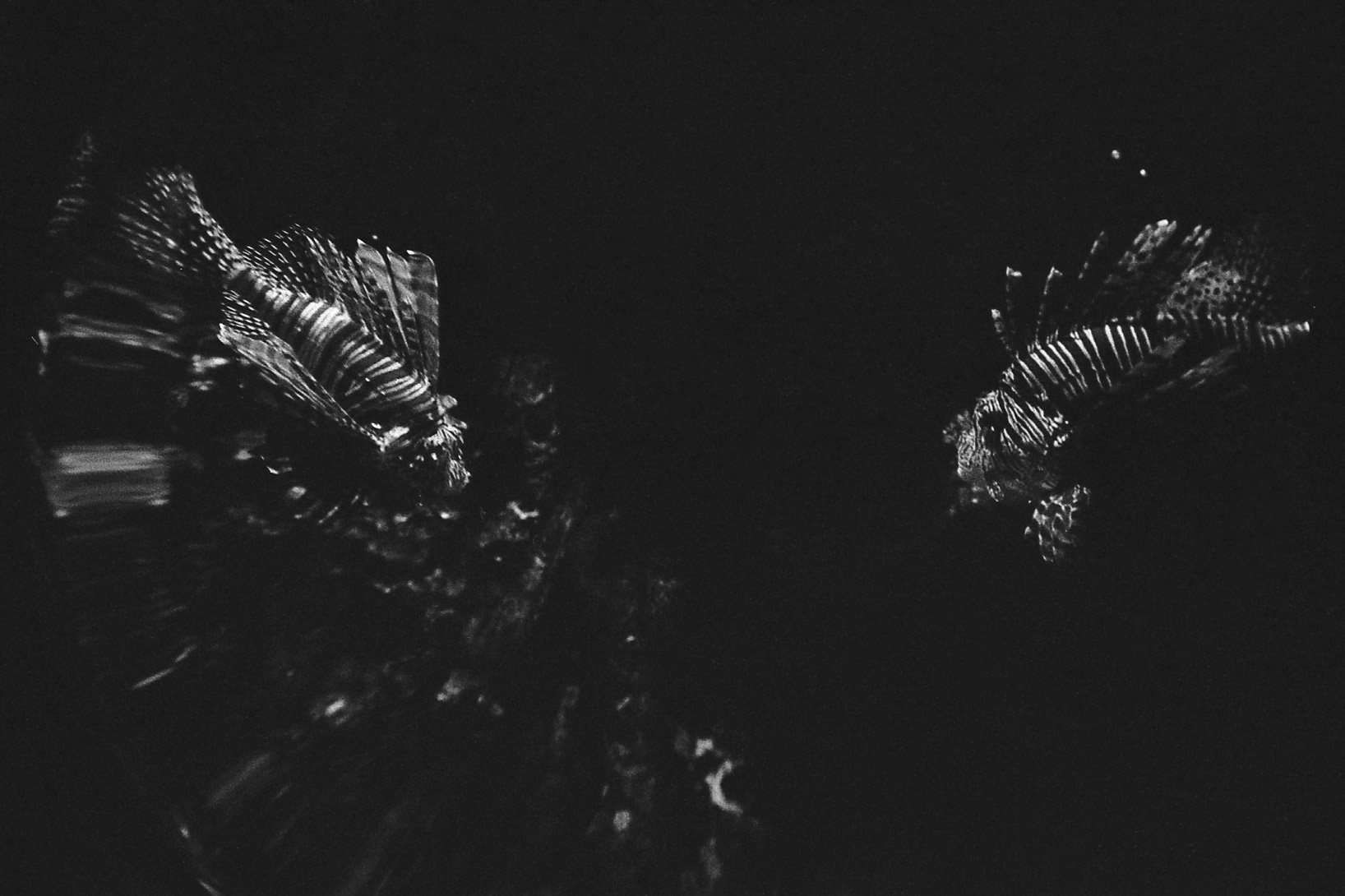 St. Louis Aquarium, MO, Jan. 2025