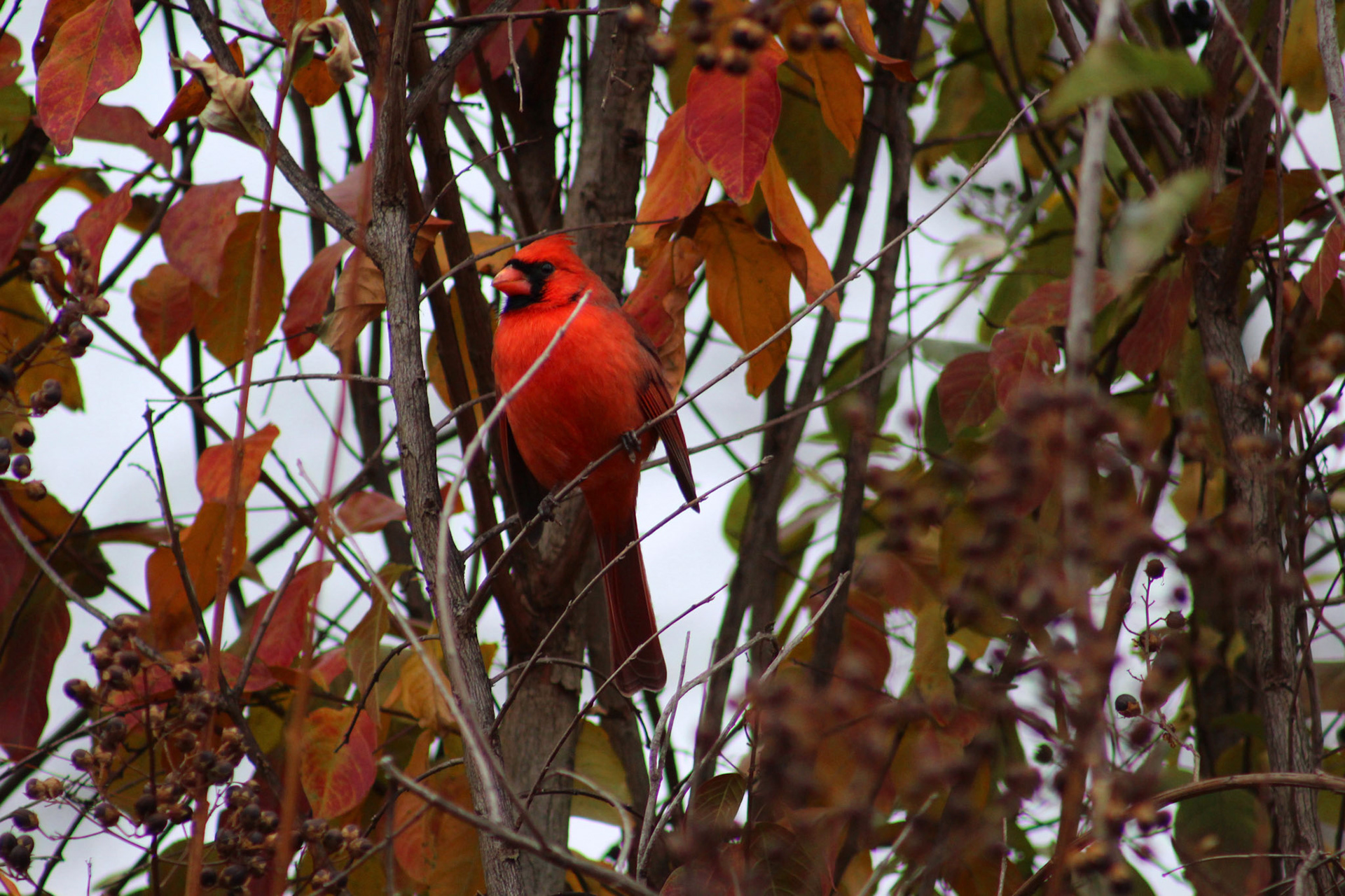 Northern cardinal, KY, Nov. 2023